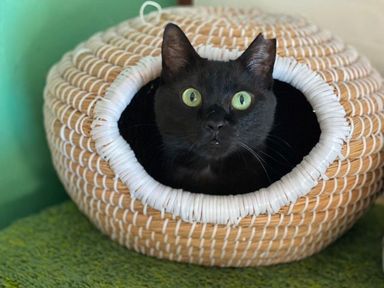 雑種（ミックス猫）・メスの里親募集の写真