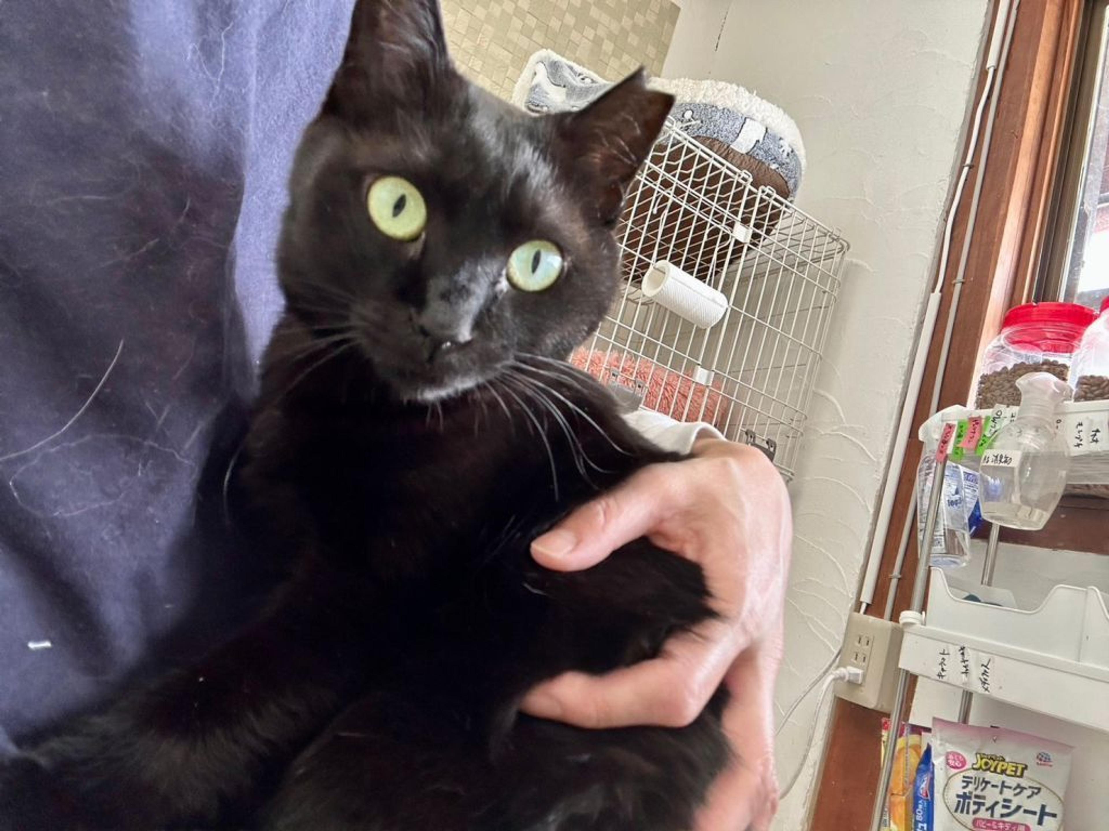pet-image-9