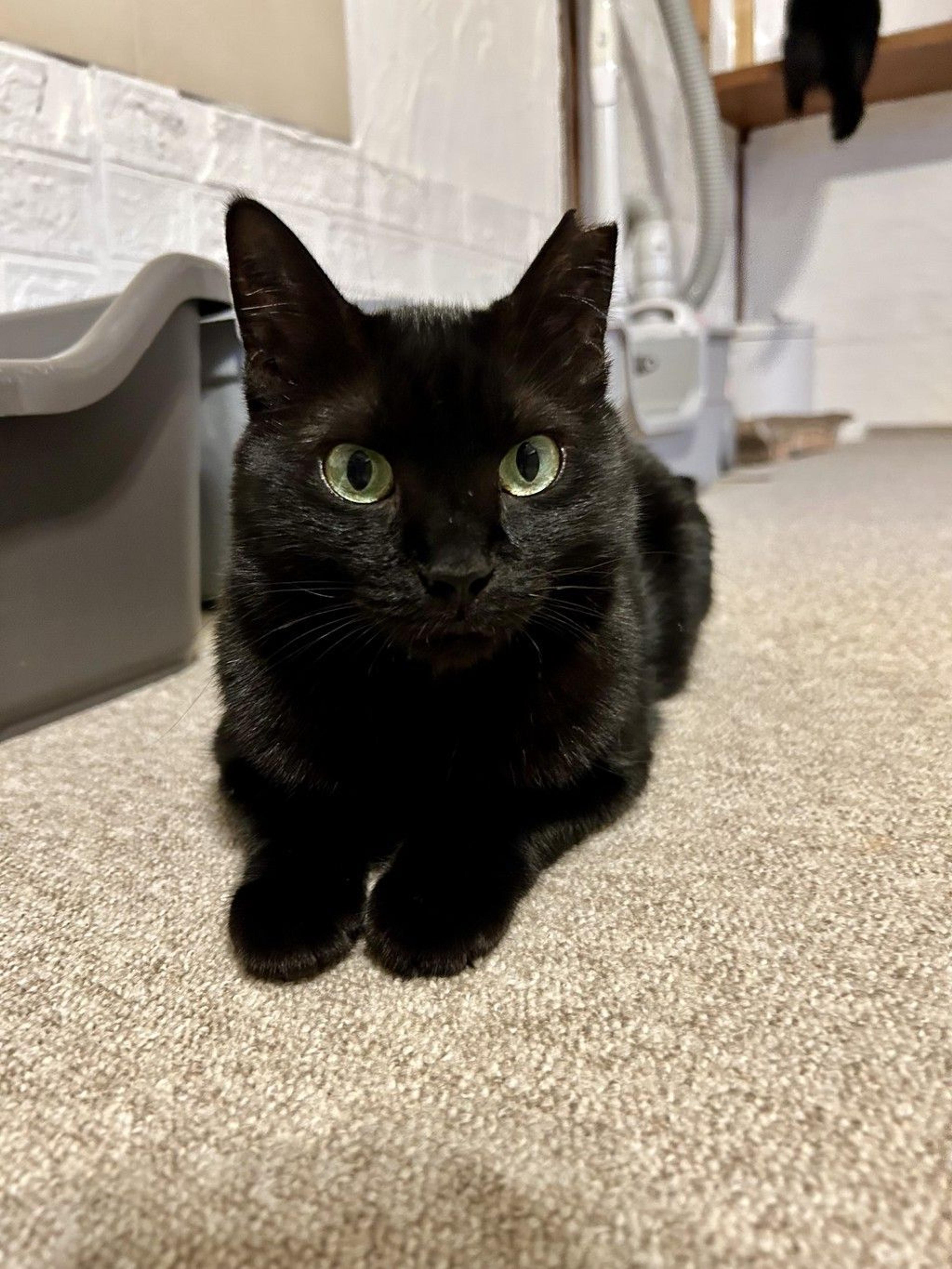 pet-image-10