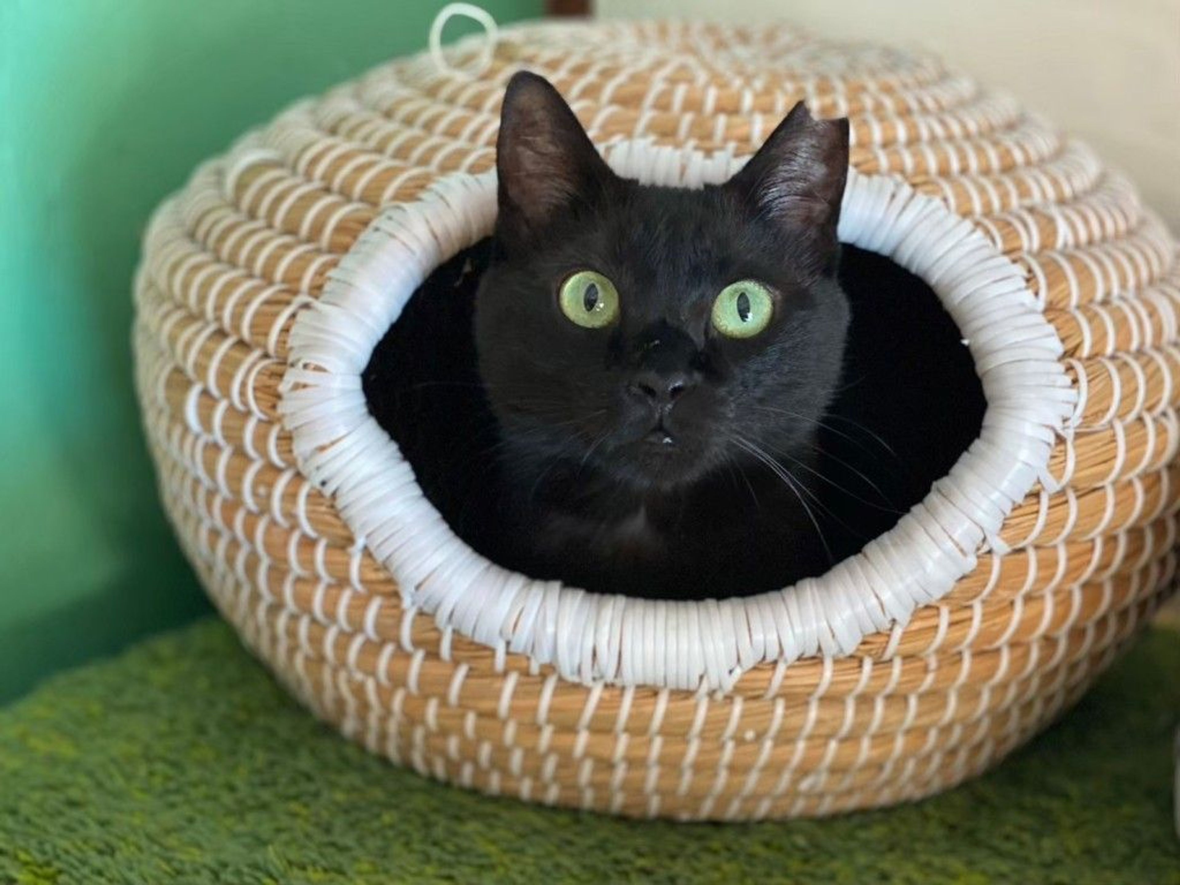 まんまる顔のちっちゃい黒猫ノア♪ | 雑種（ミックス猫） | Enn