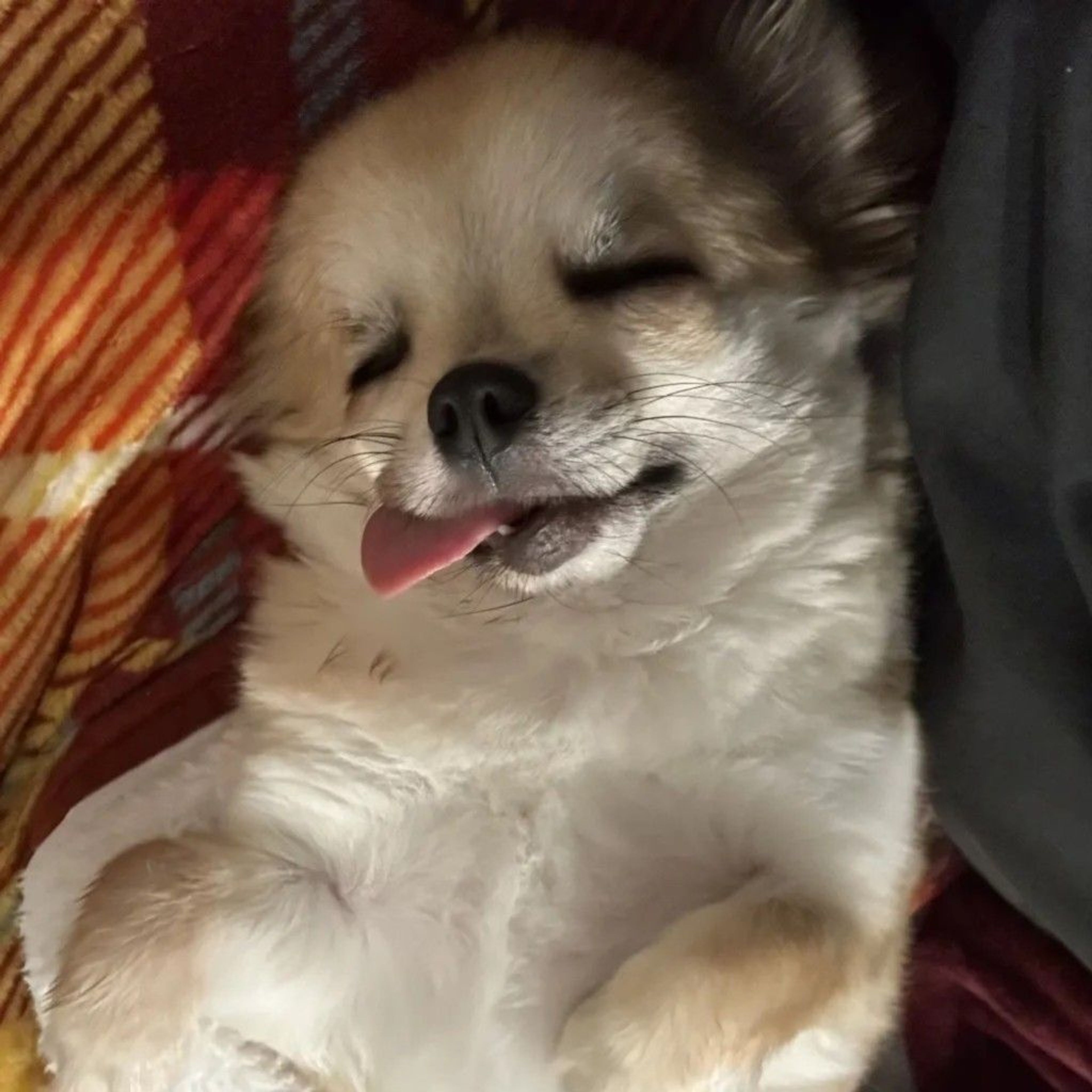 チワワ・メスの里親募集の写真