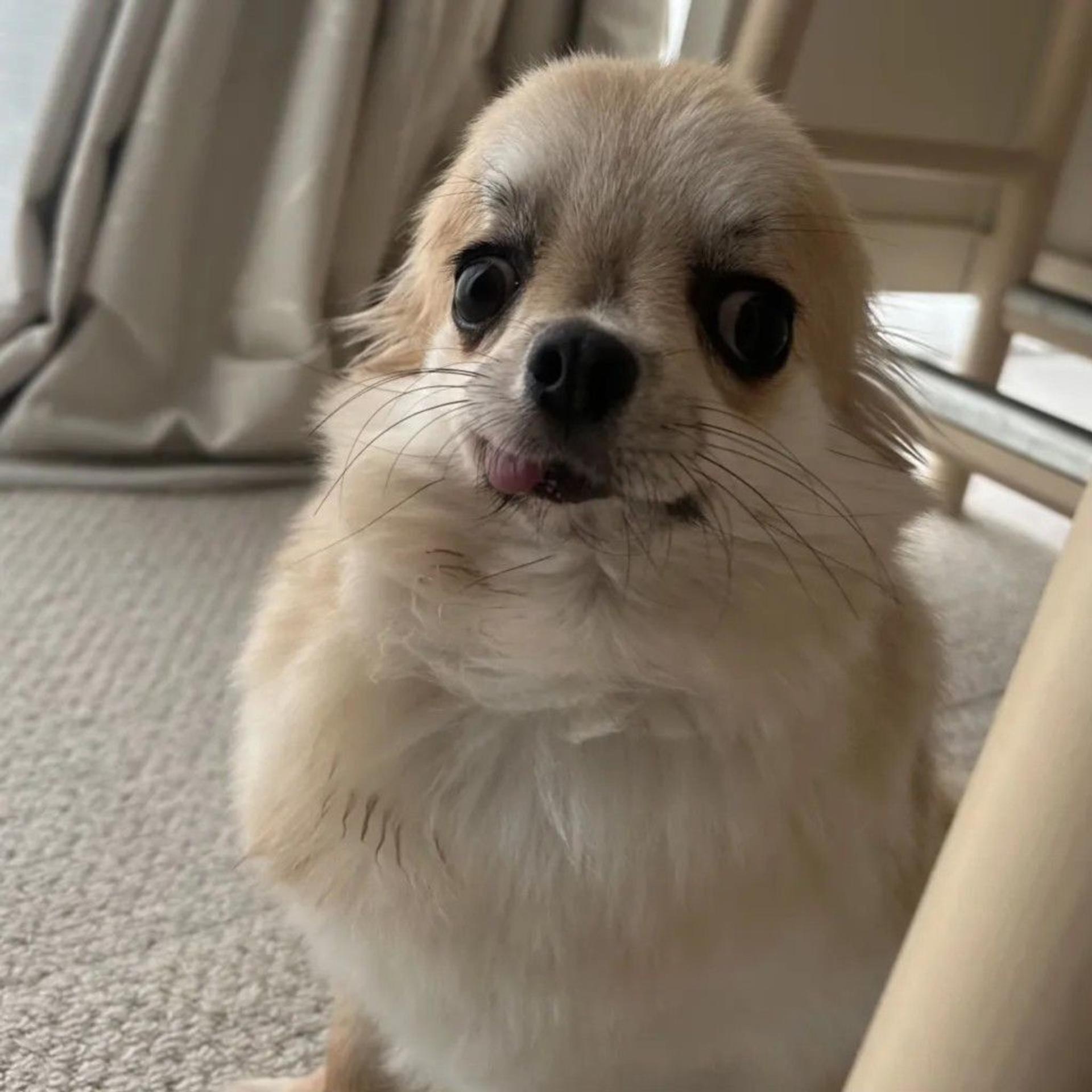 pet-image-4