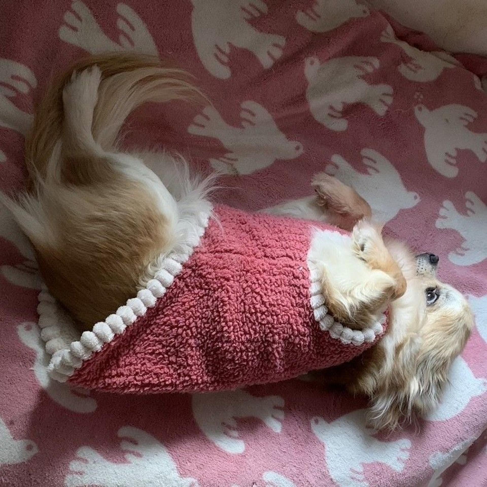 pet-image-5