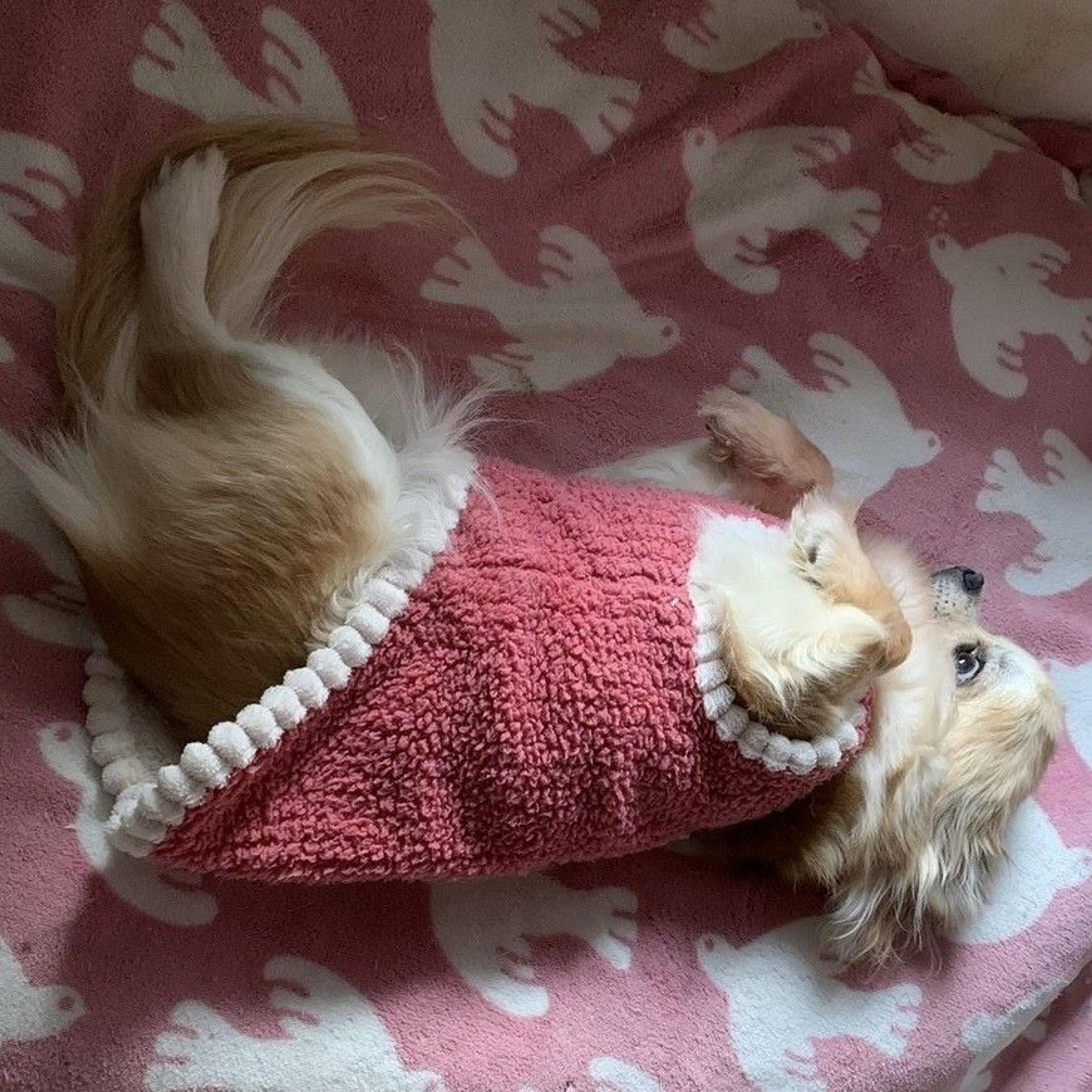 pet-image-5