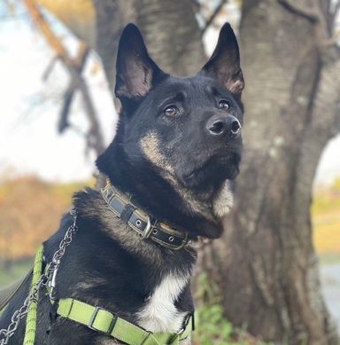雑種（ミックス犬）・オスの里親募集の写真