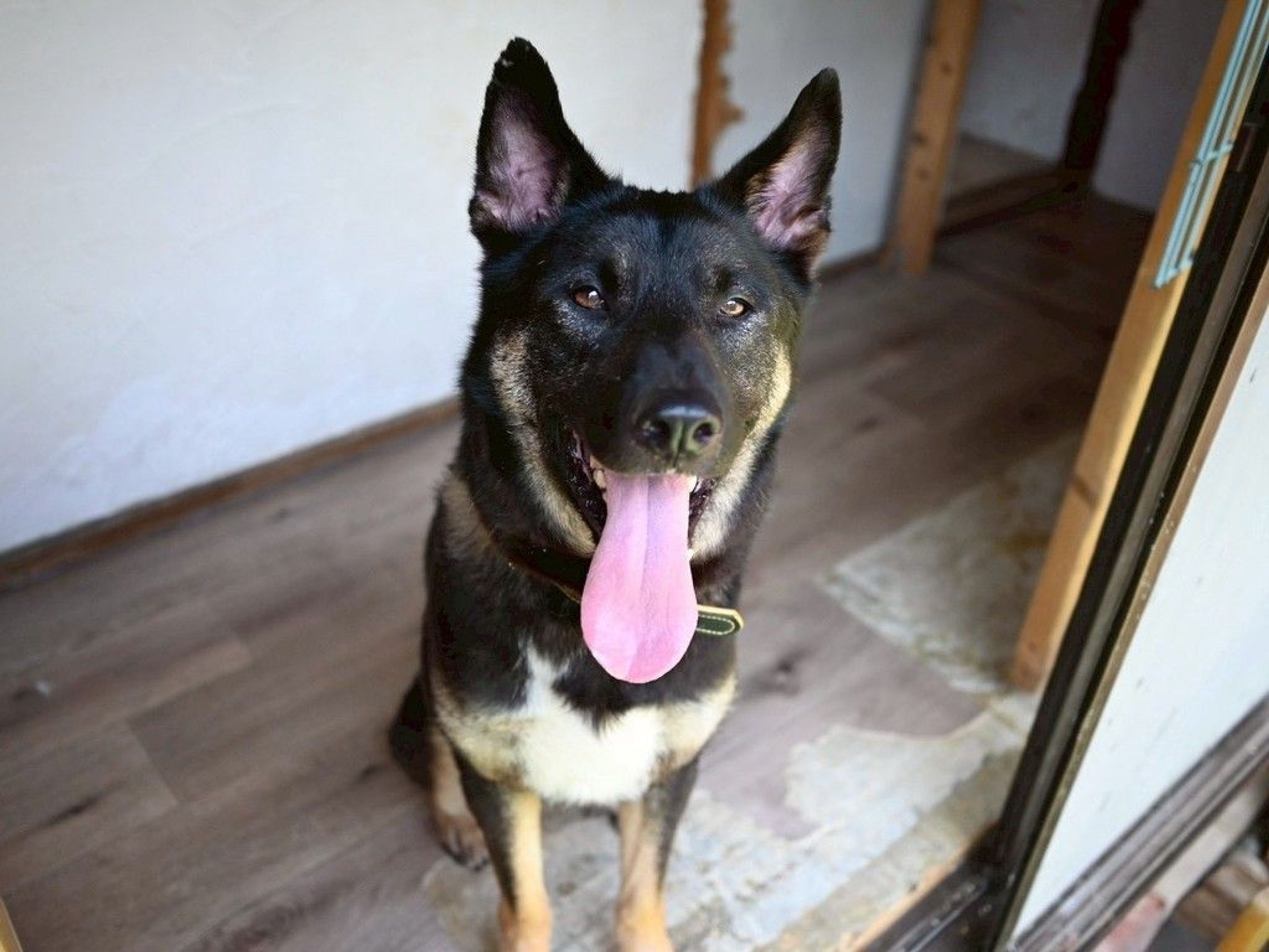 雑種（ミックス犬）・オスの里親募集の写真