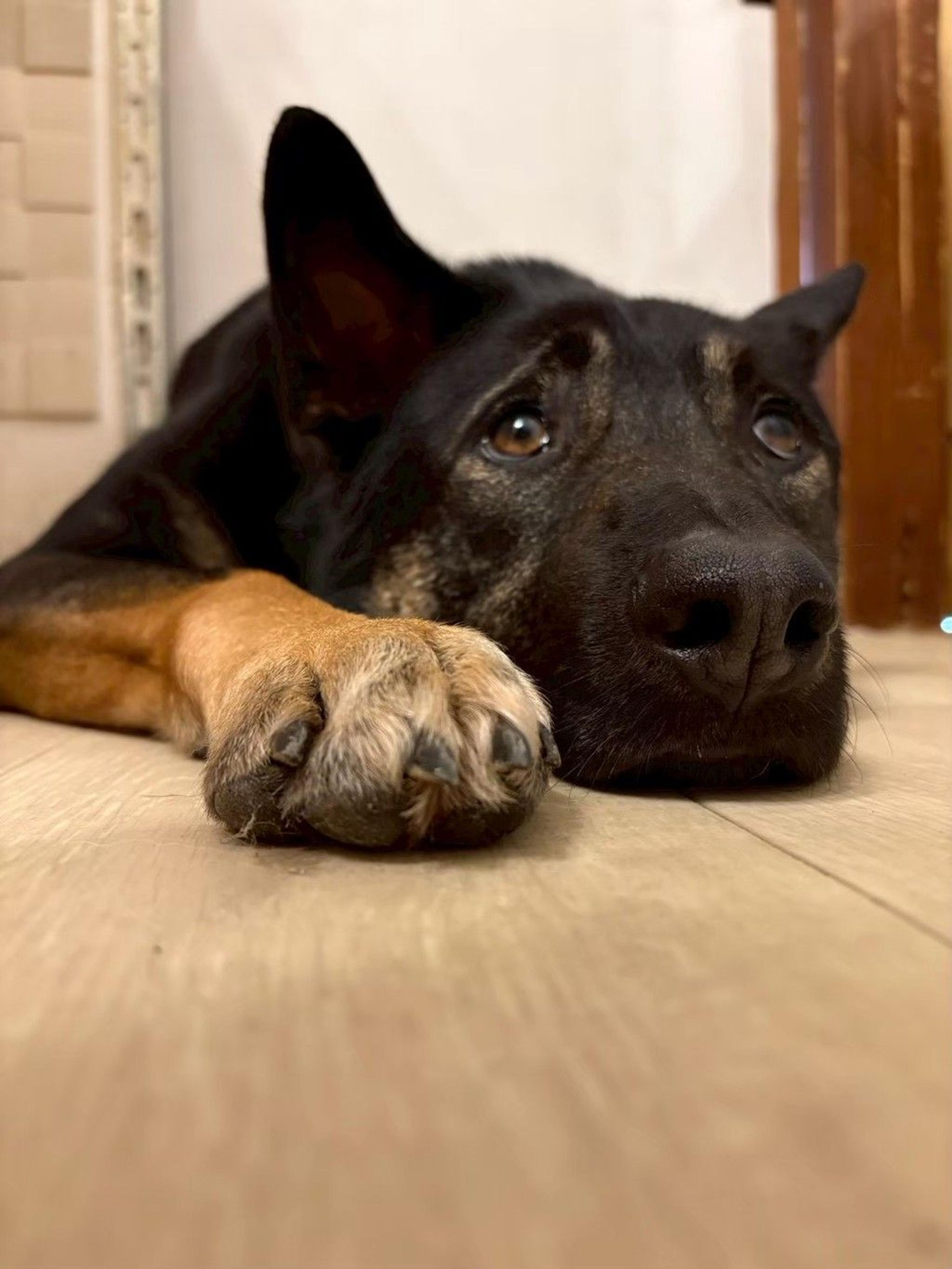 pet-image-5