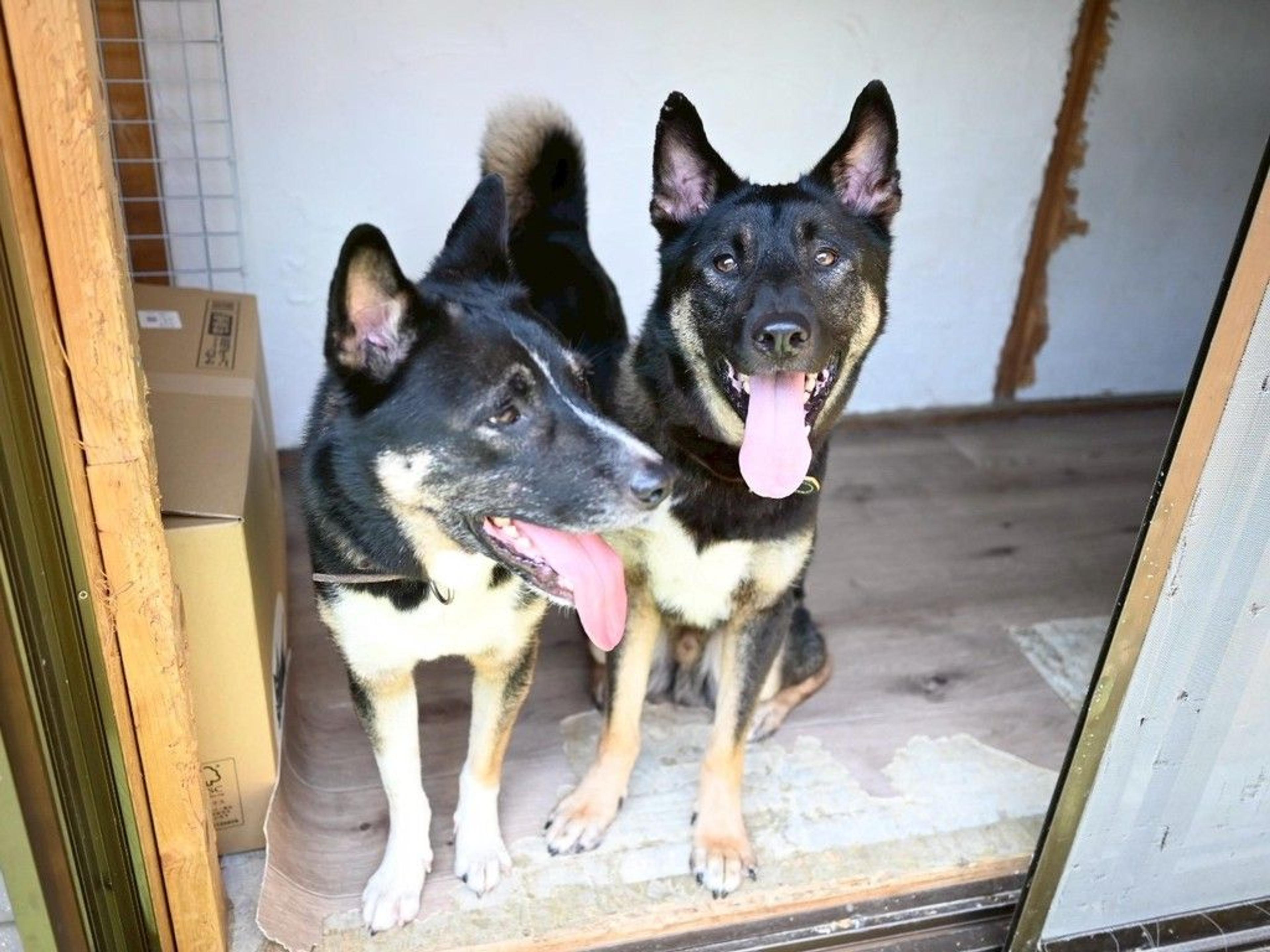 pet-image-7