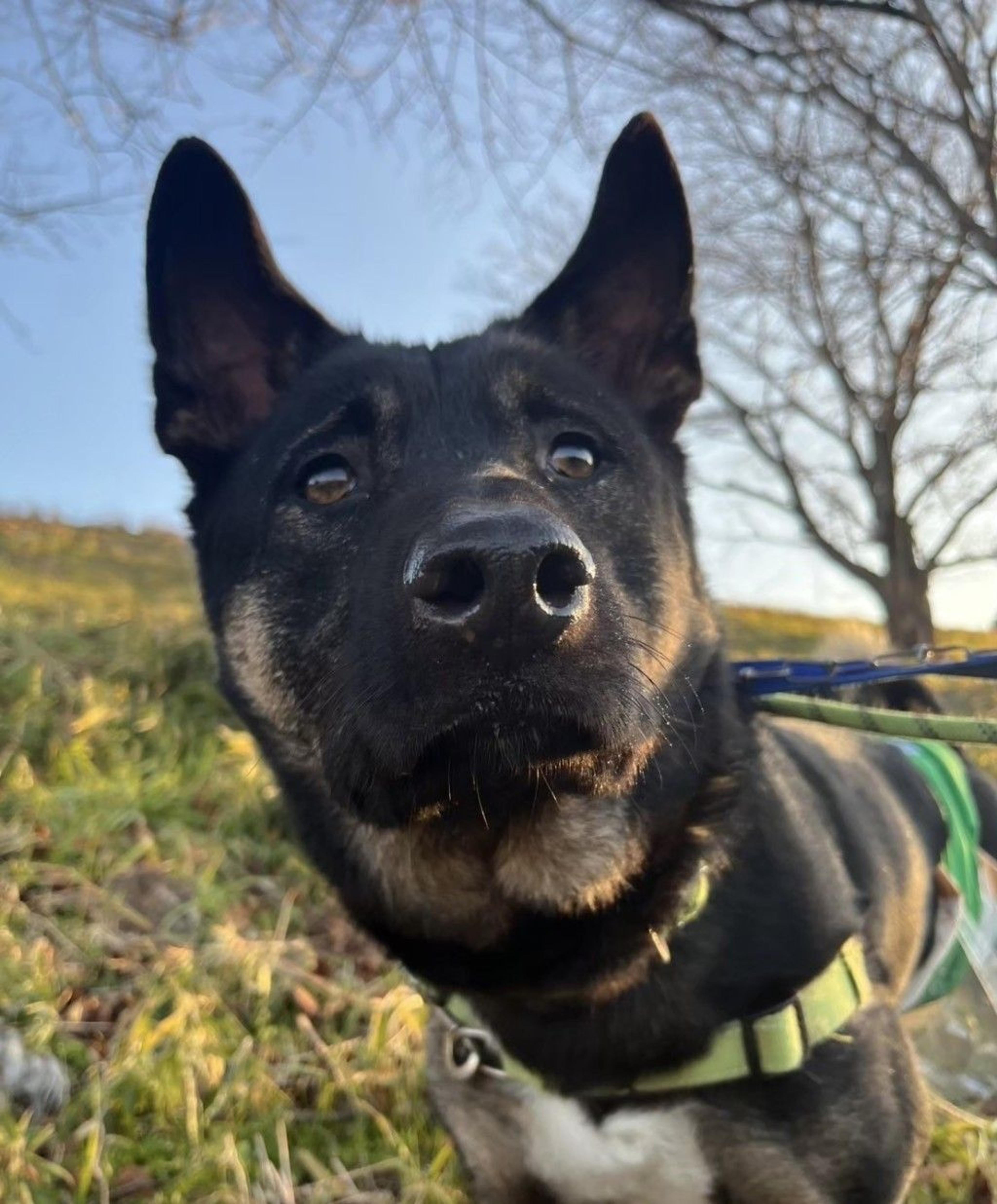 pet-image-9