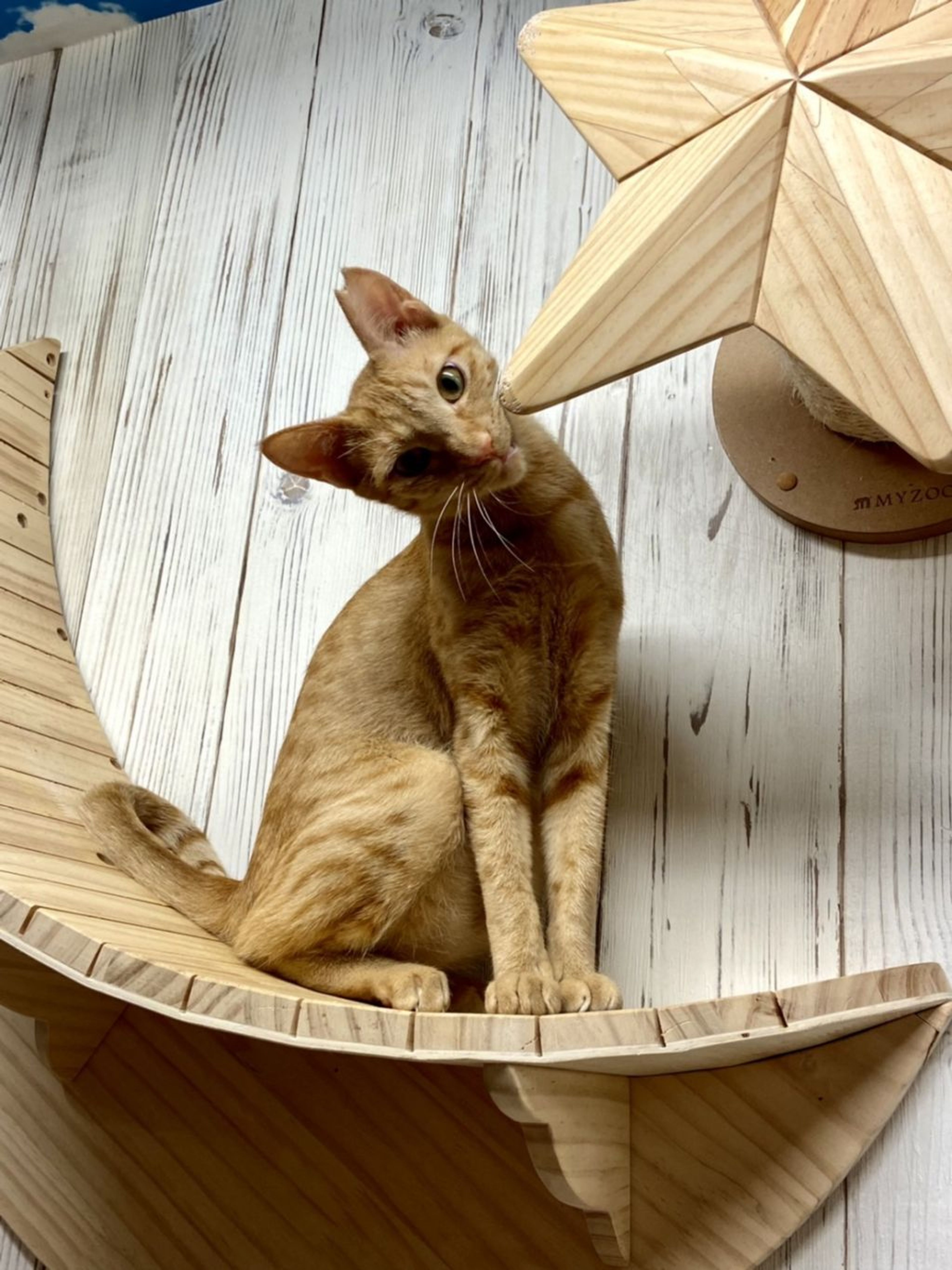 雑種（ミックス猫）・メスの里親募集の写真