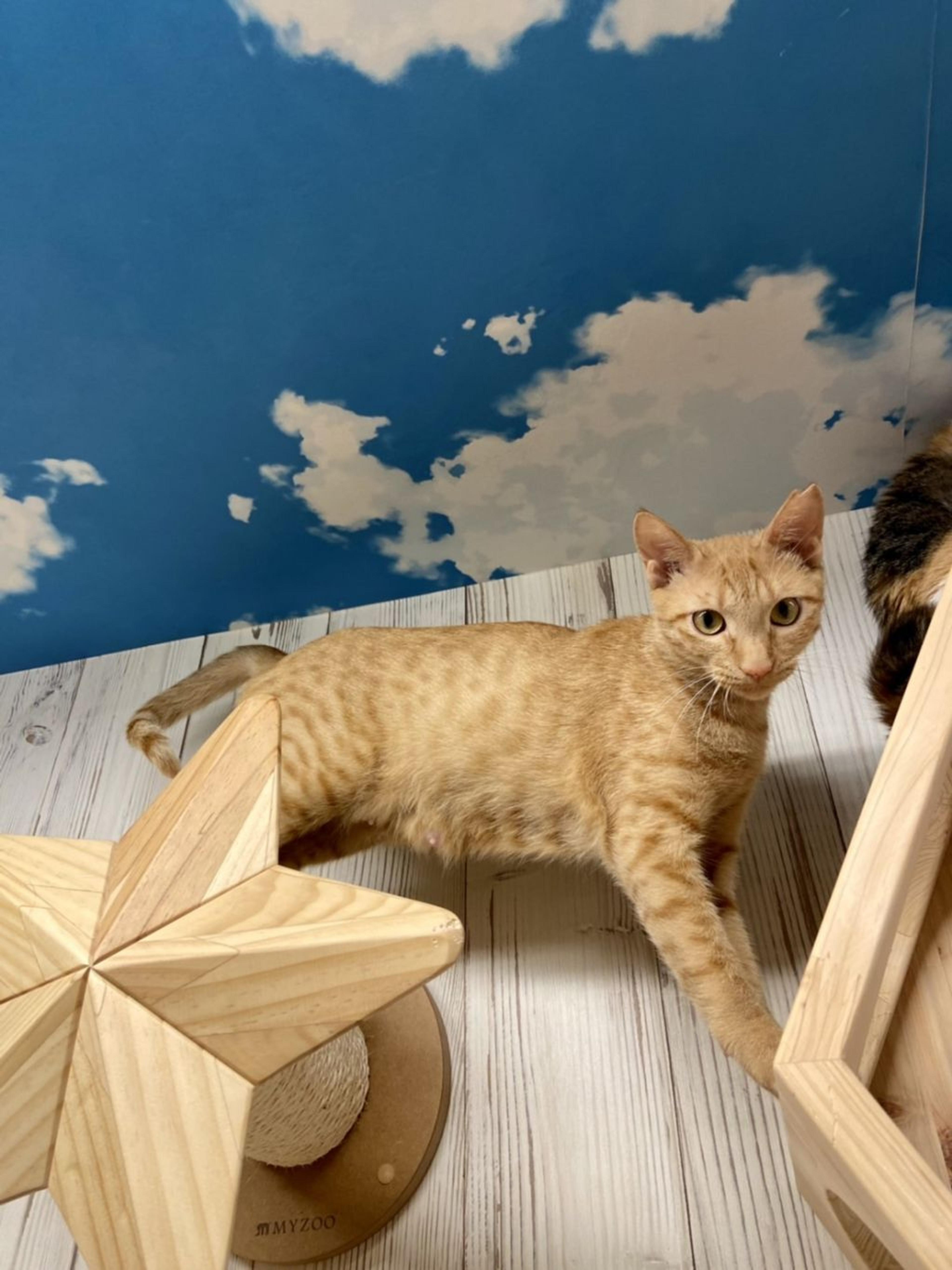pet-image-2