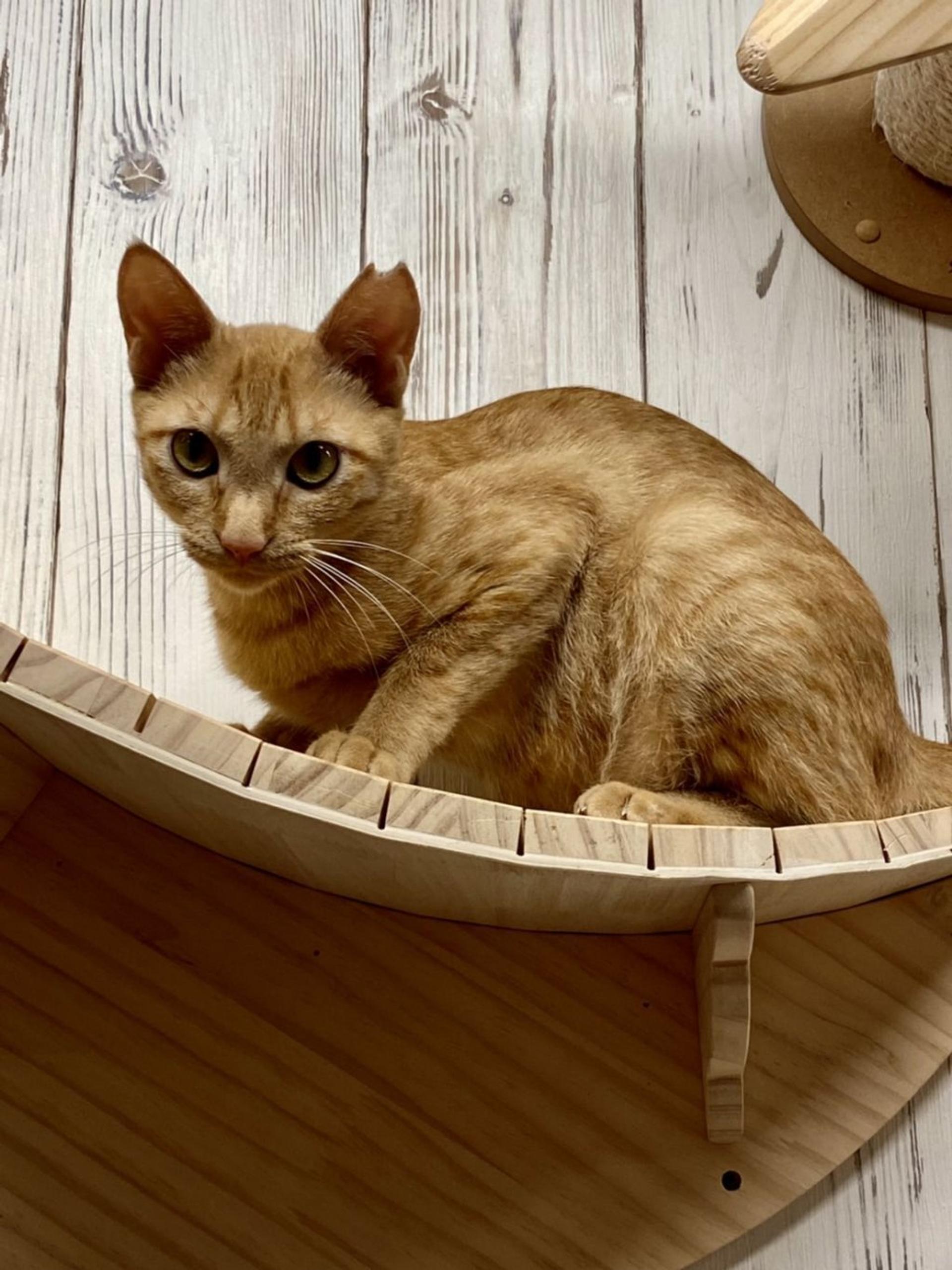 pet-image-3