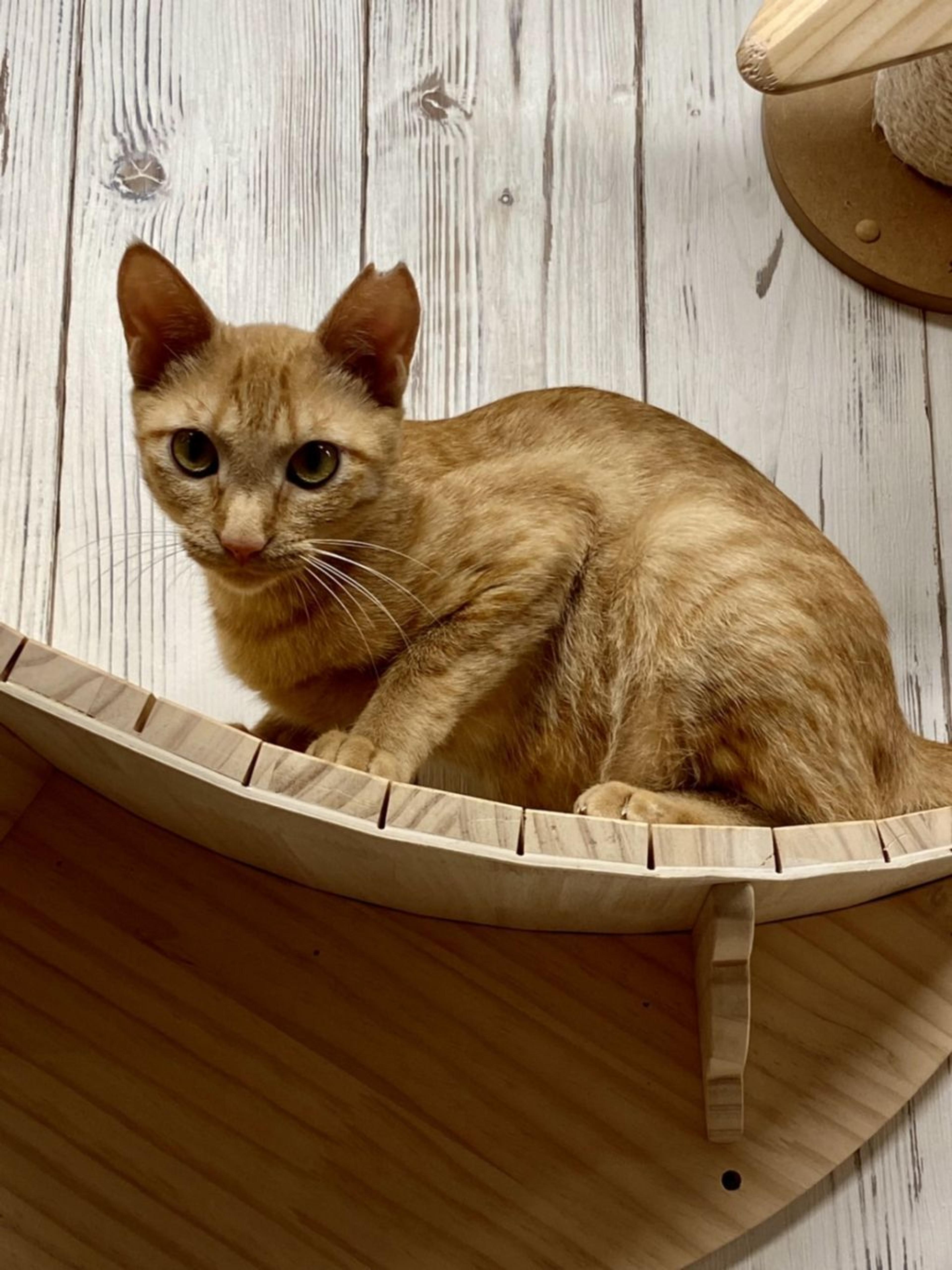 pet-image-3