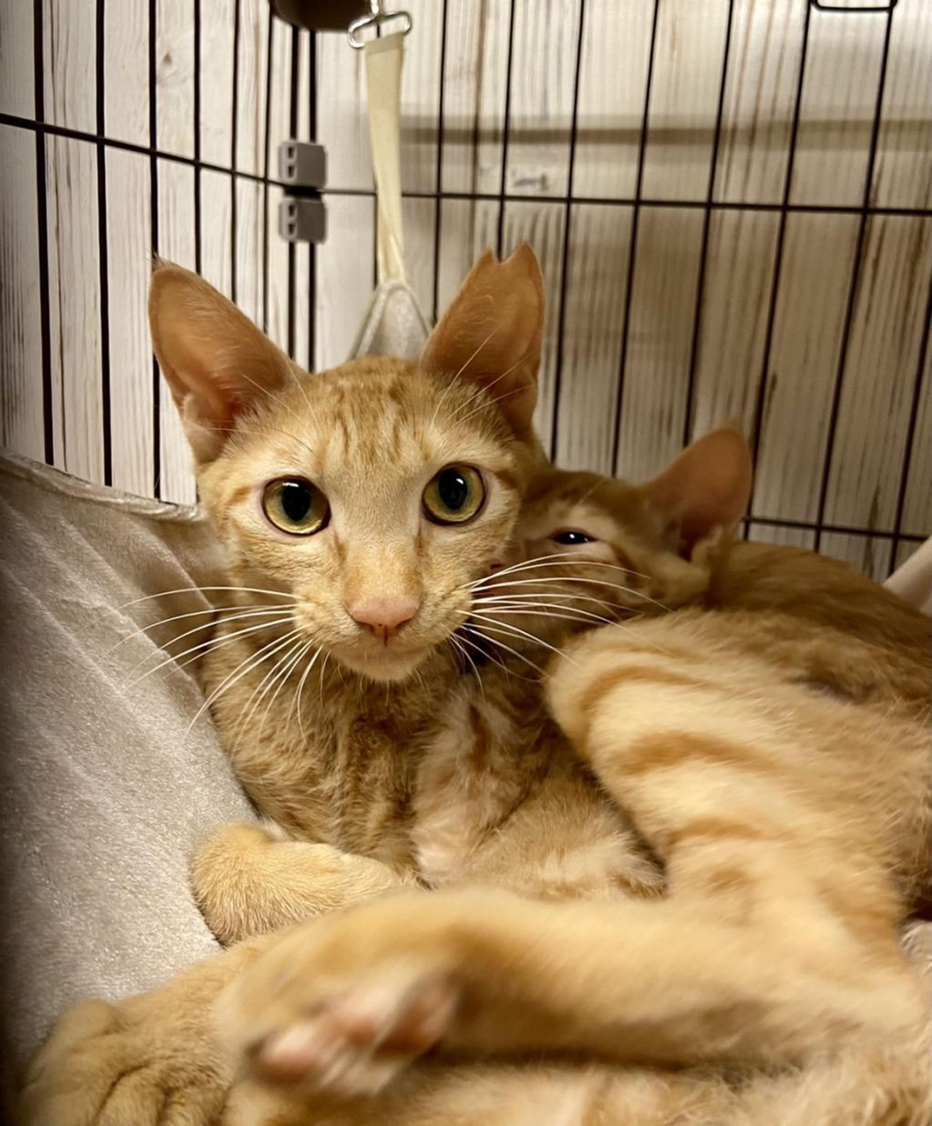 pet-image-4