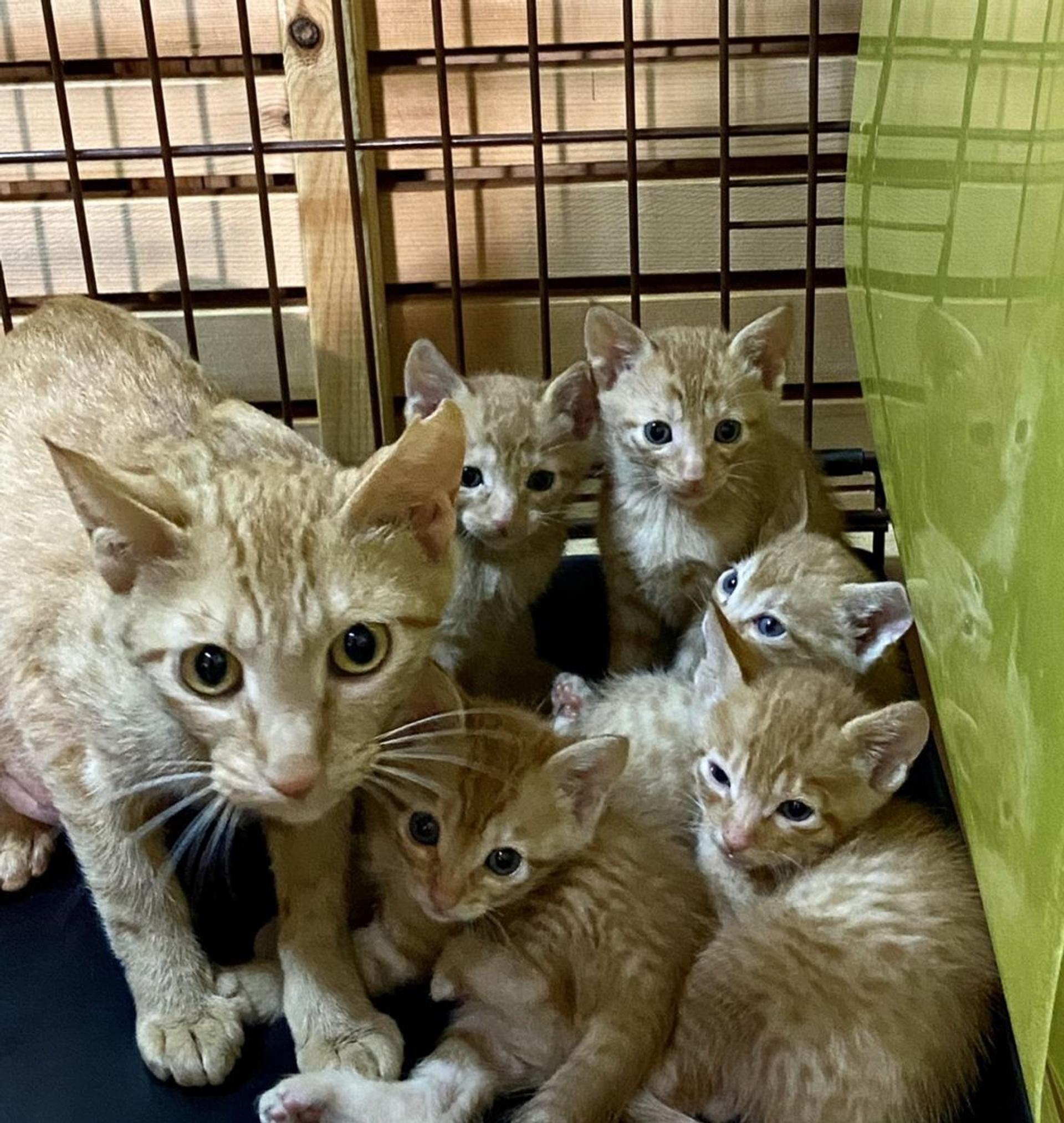 pet-image-5