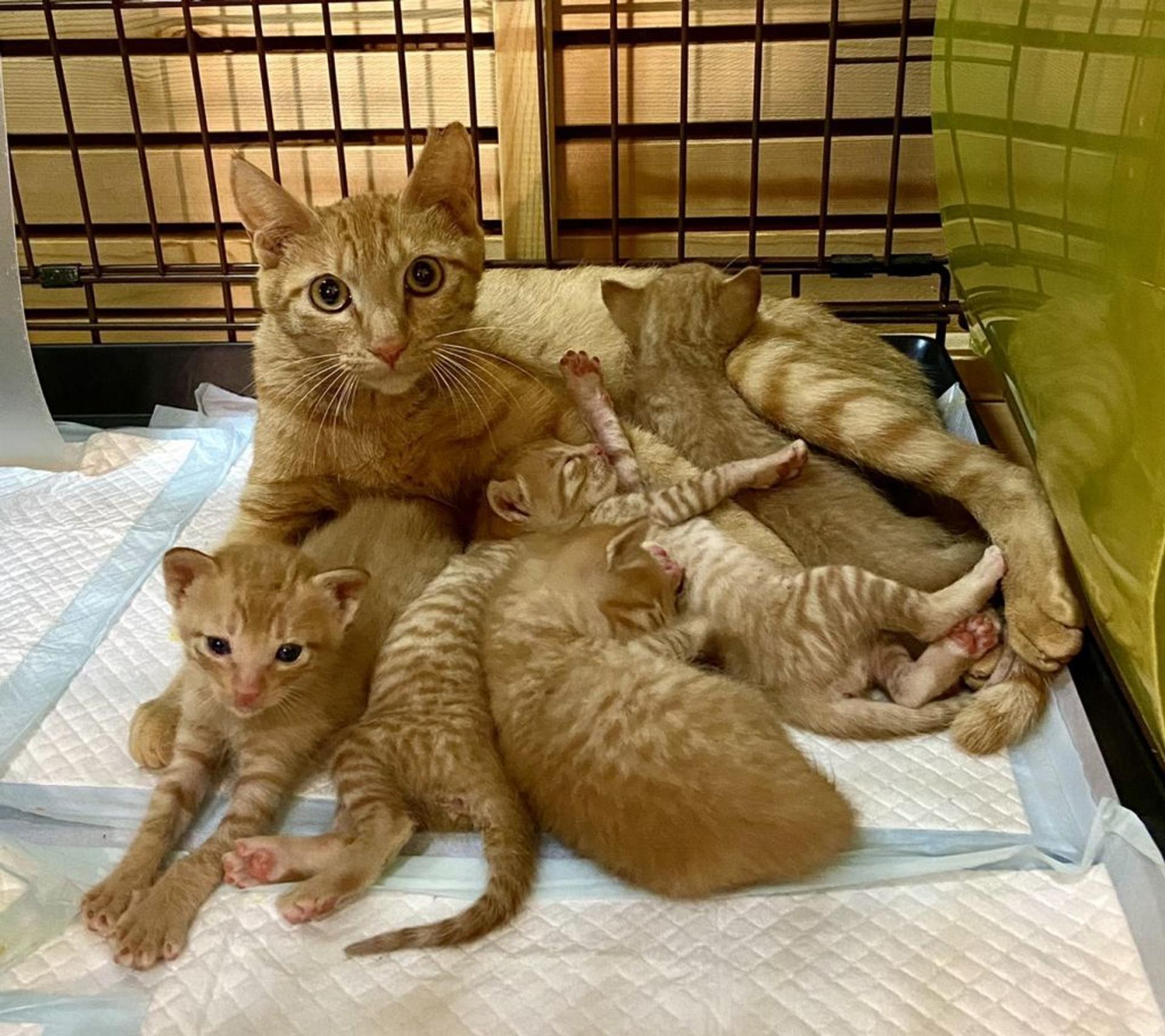 pet-image-6