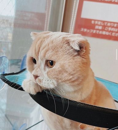 バッソ