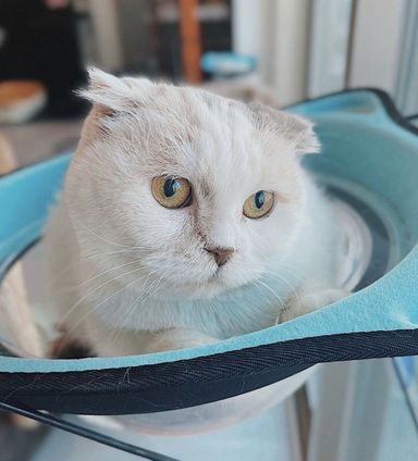 ネモフィラ