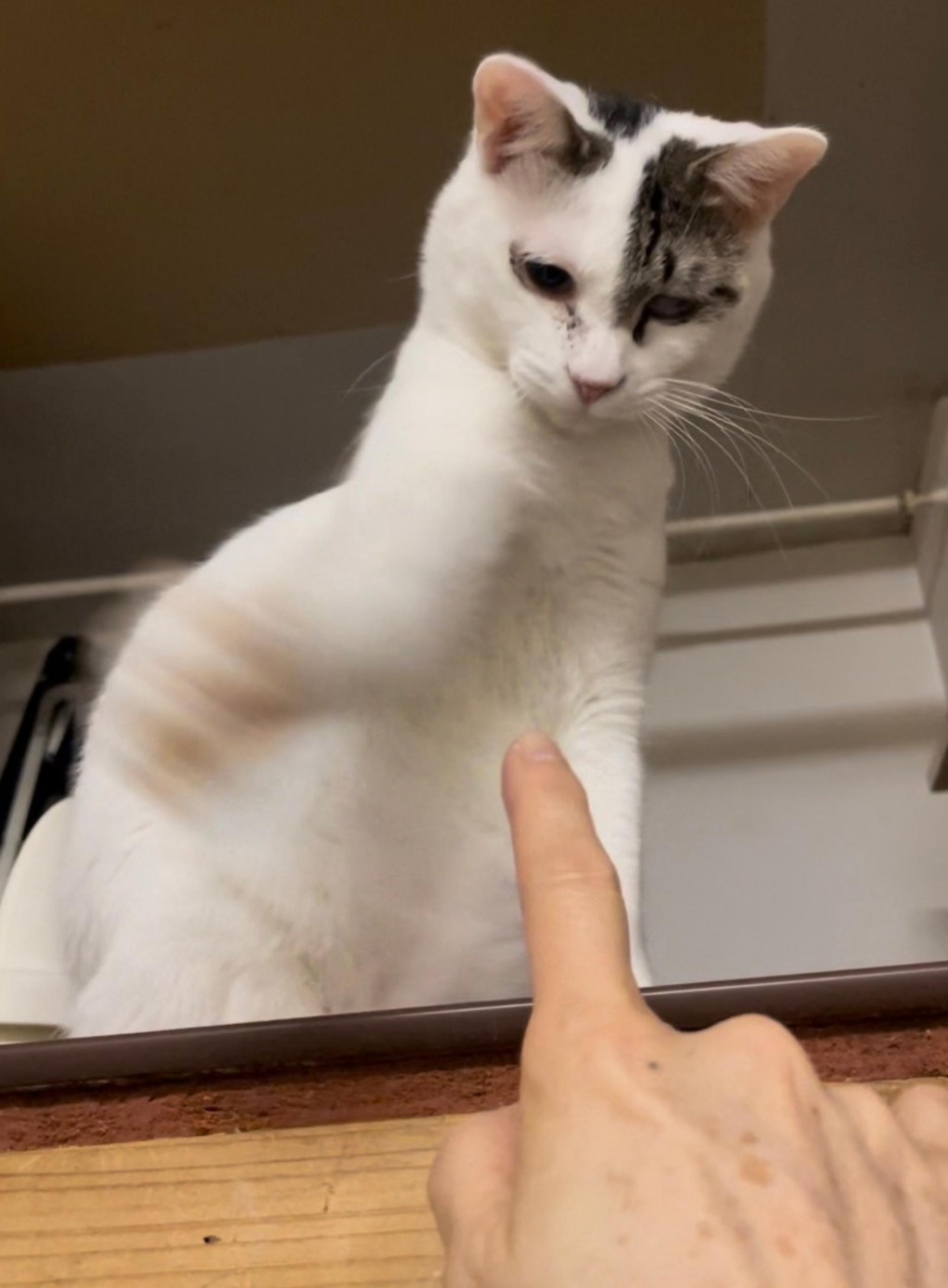 pet-image-8