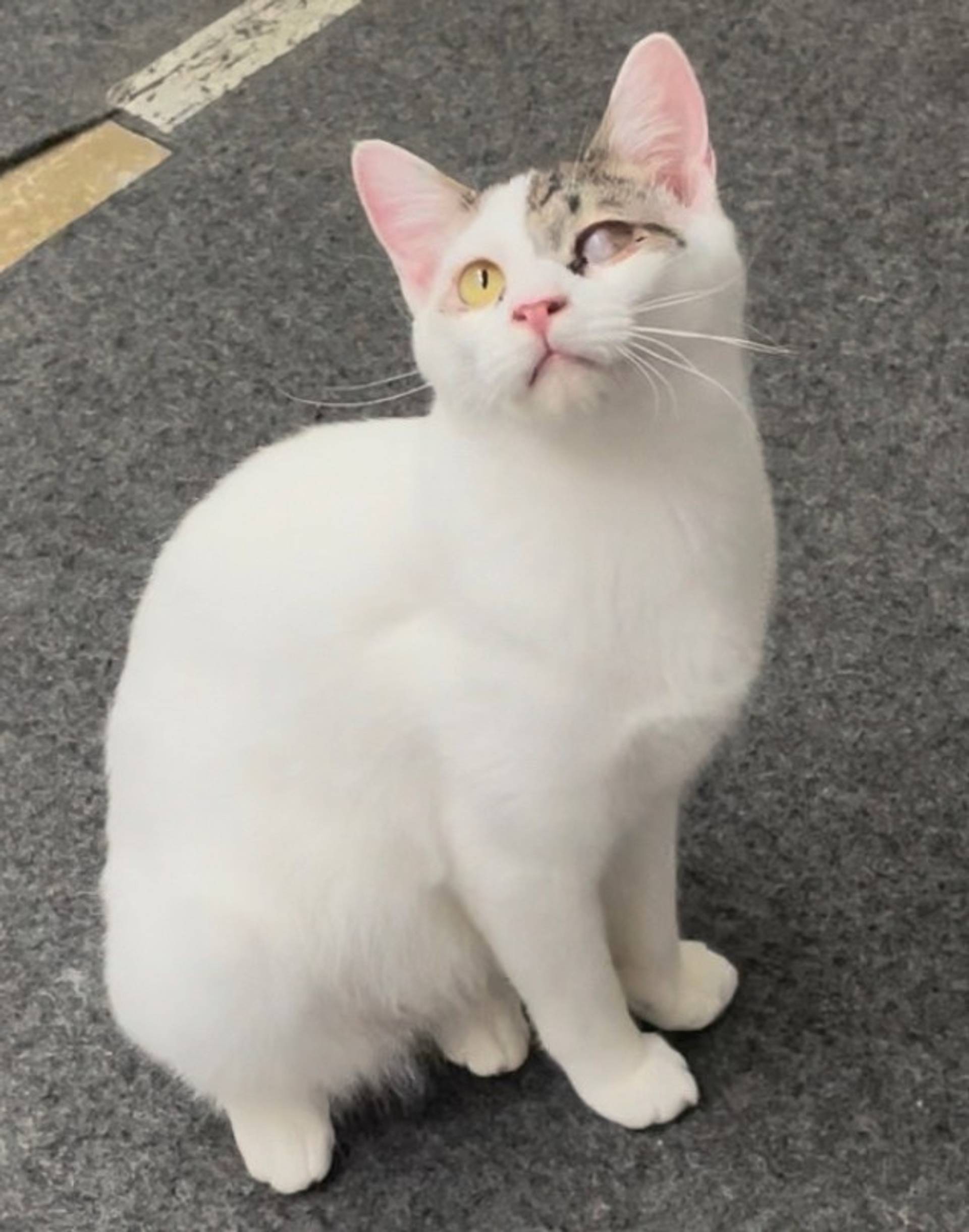 雑種（ミックス猫）・オスの里親募集の写真