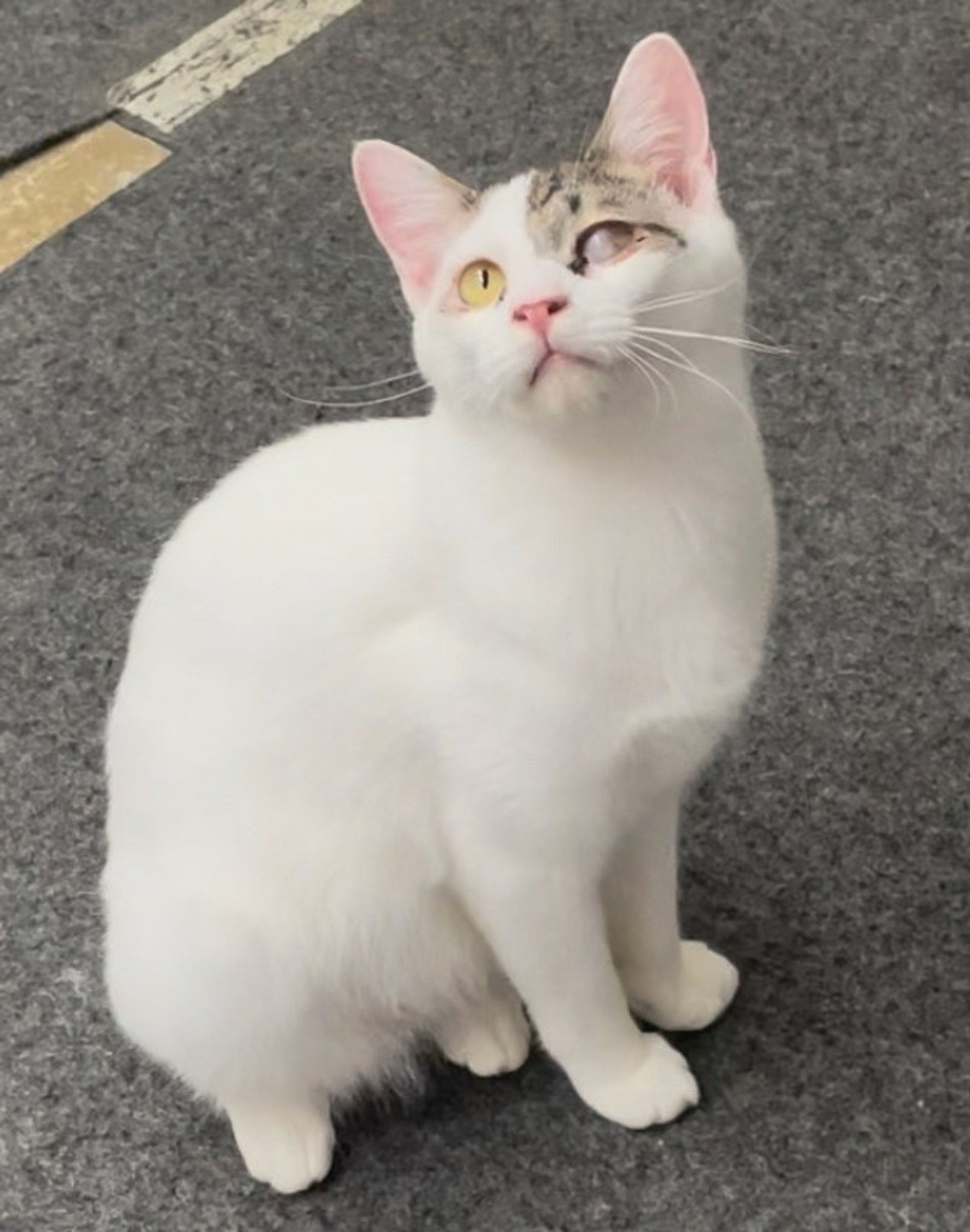 雑種（ミックス猫）・オスの里親募集の写真