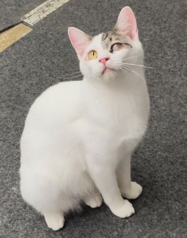 エスト