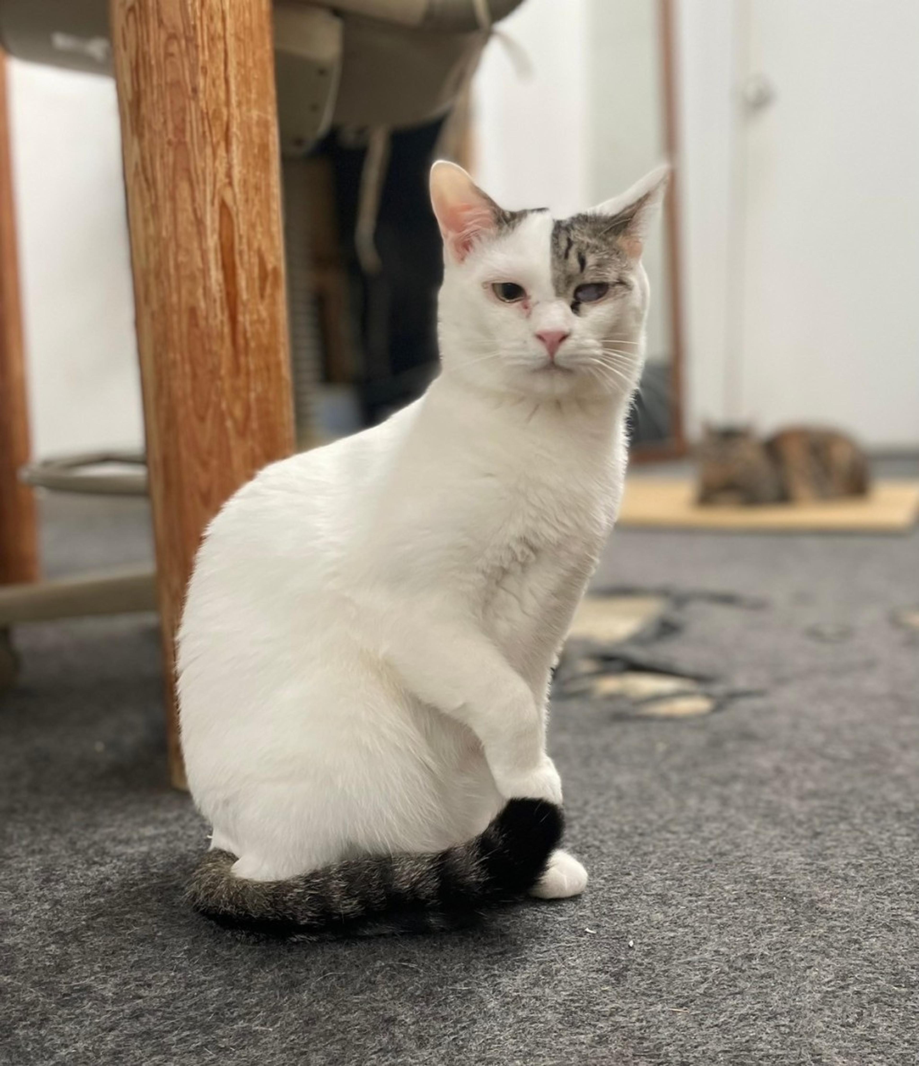 pet-image-3