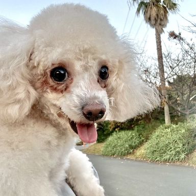 トイプードル・メスの里親募集の写真