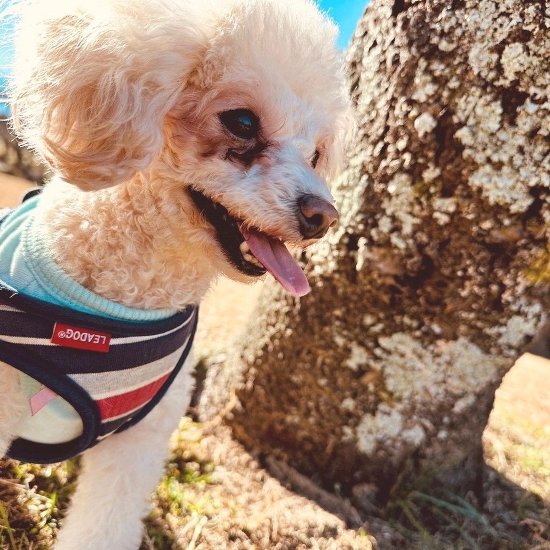 pet-image-2