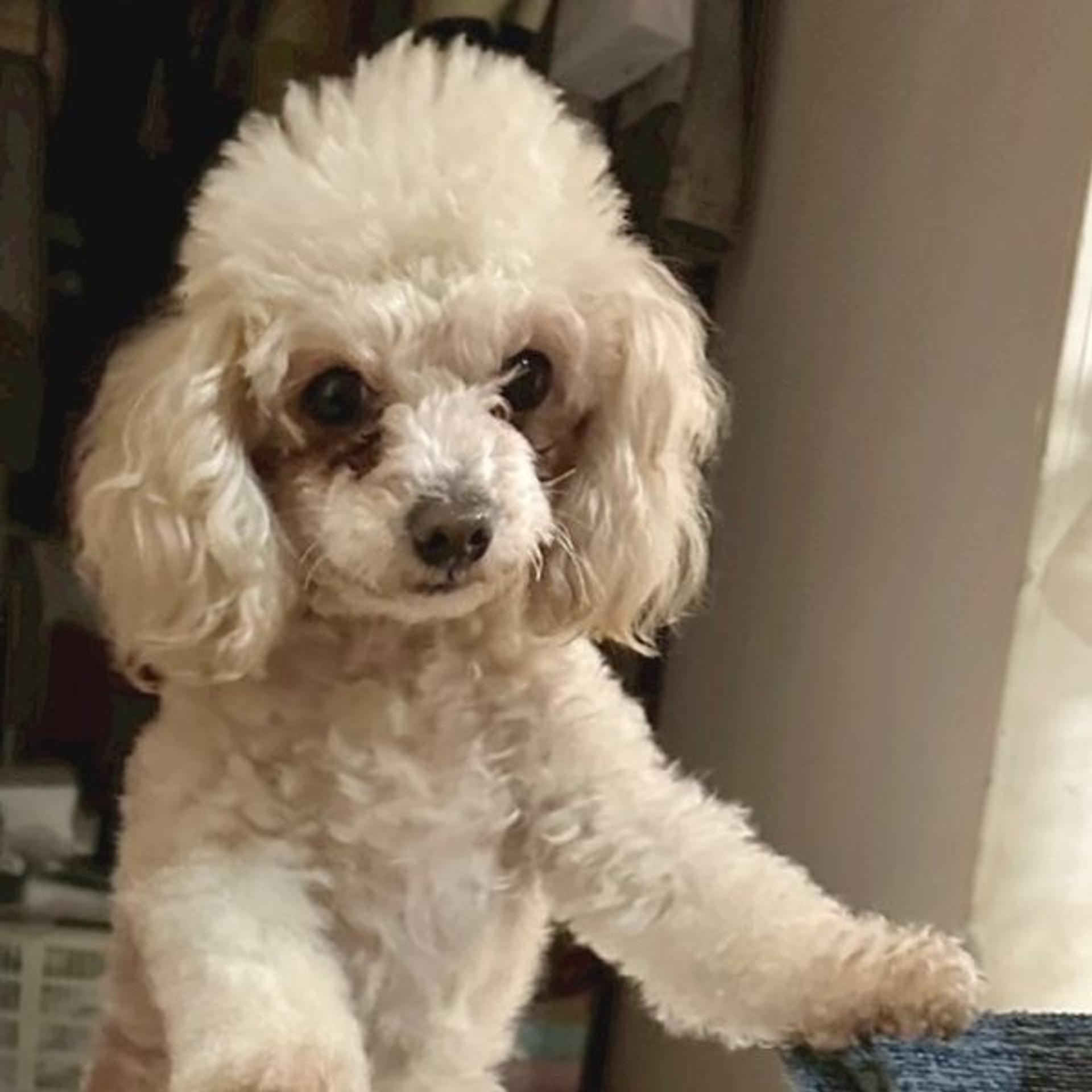 pet-image-3