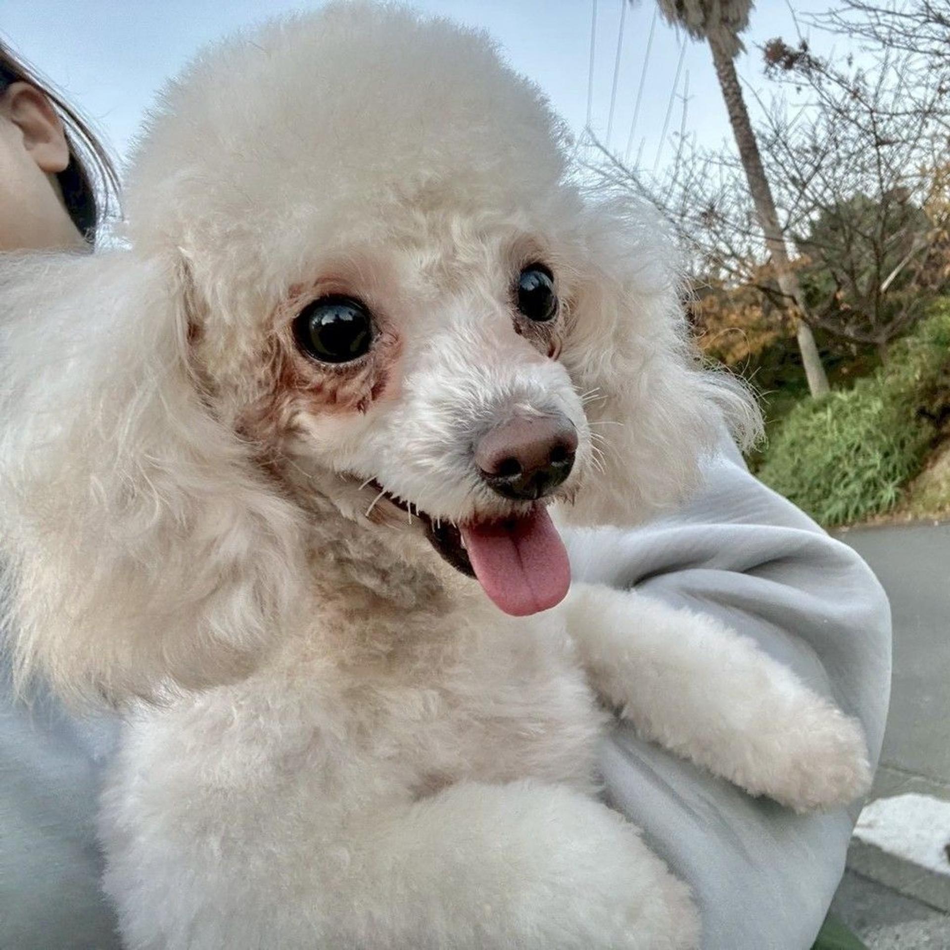 pet-image-5