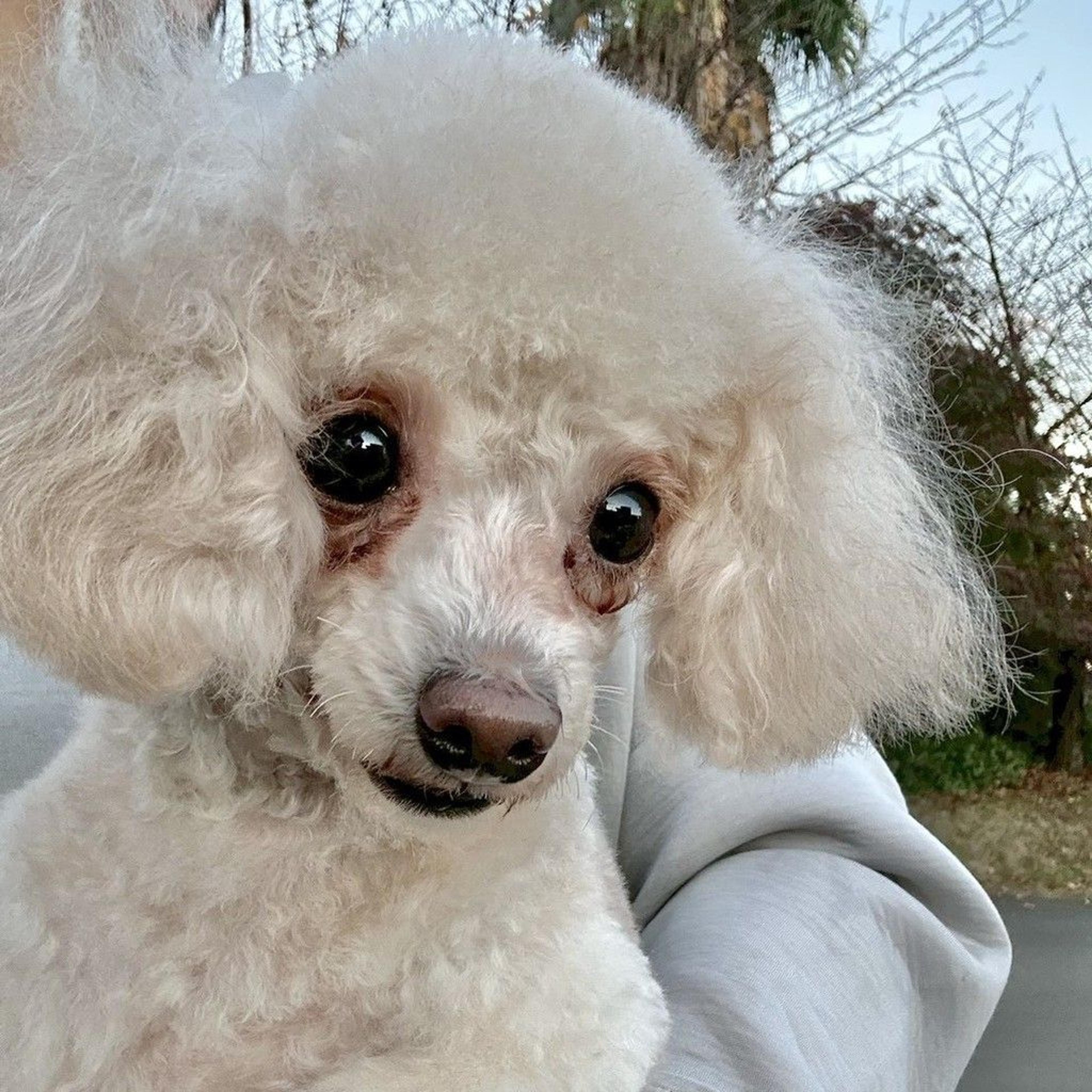 pet-image-7