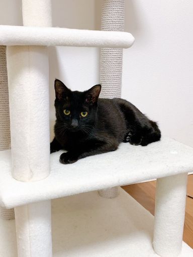 雑種（ミックス猫）・オスの里親募集の写真