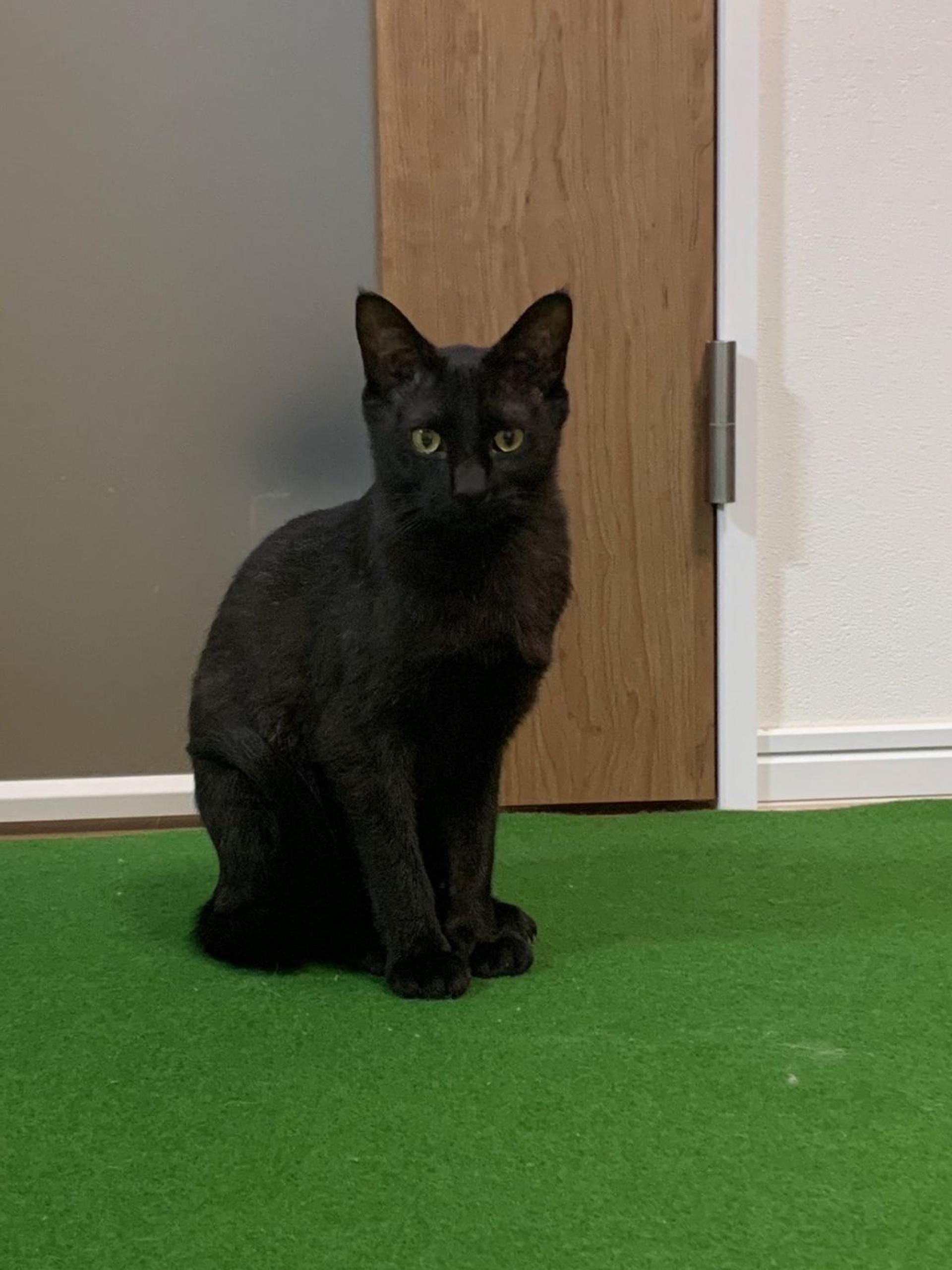 pet-image-2