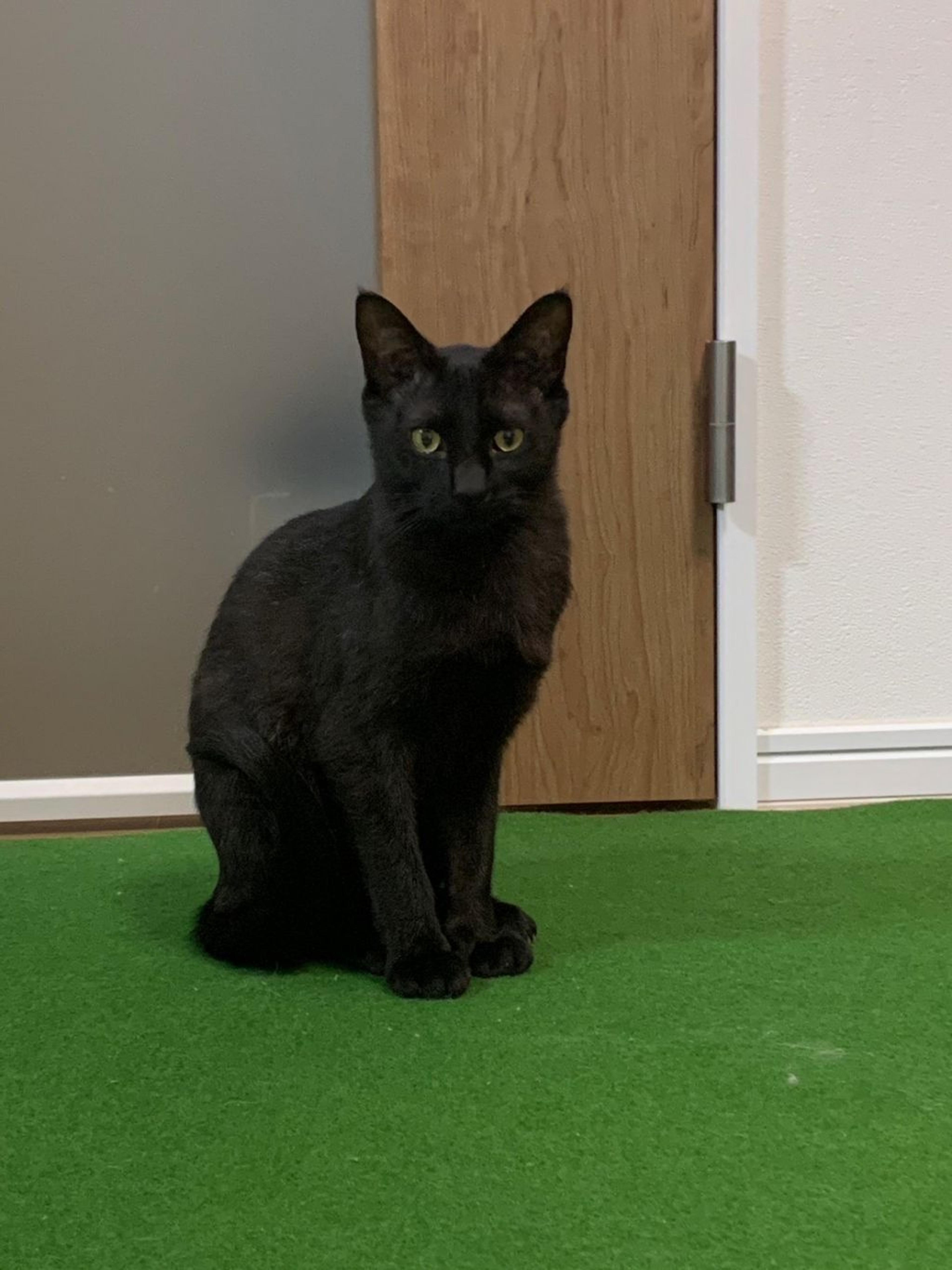 pet-image-2