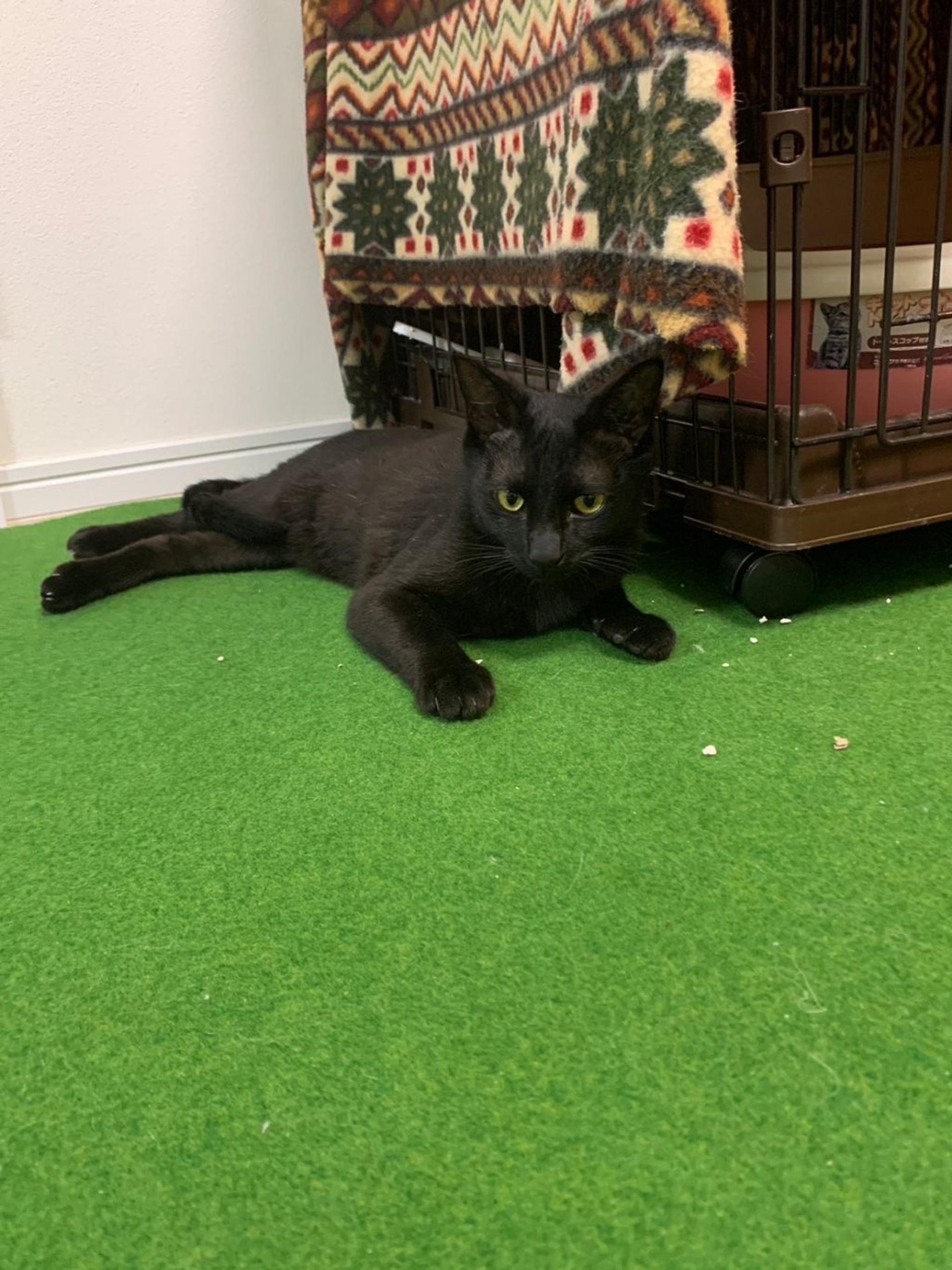 pet-image-6