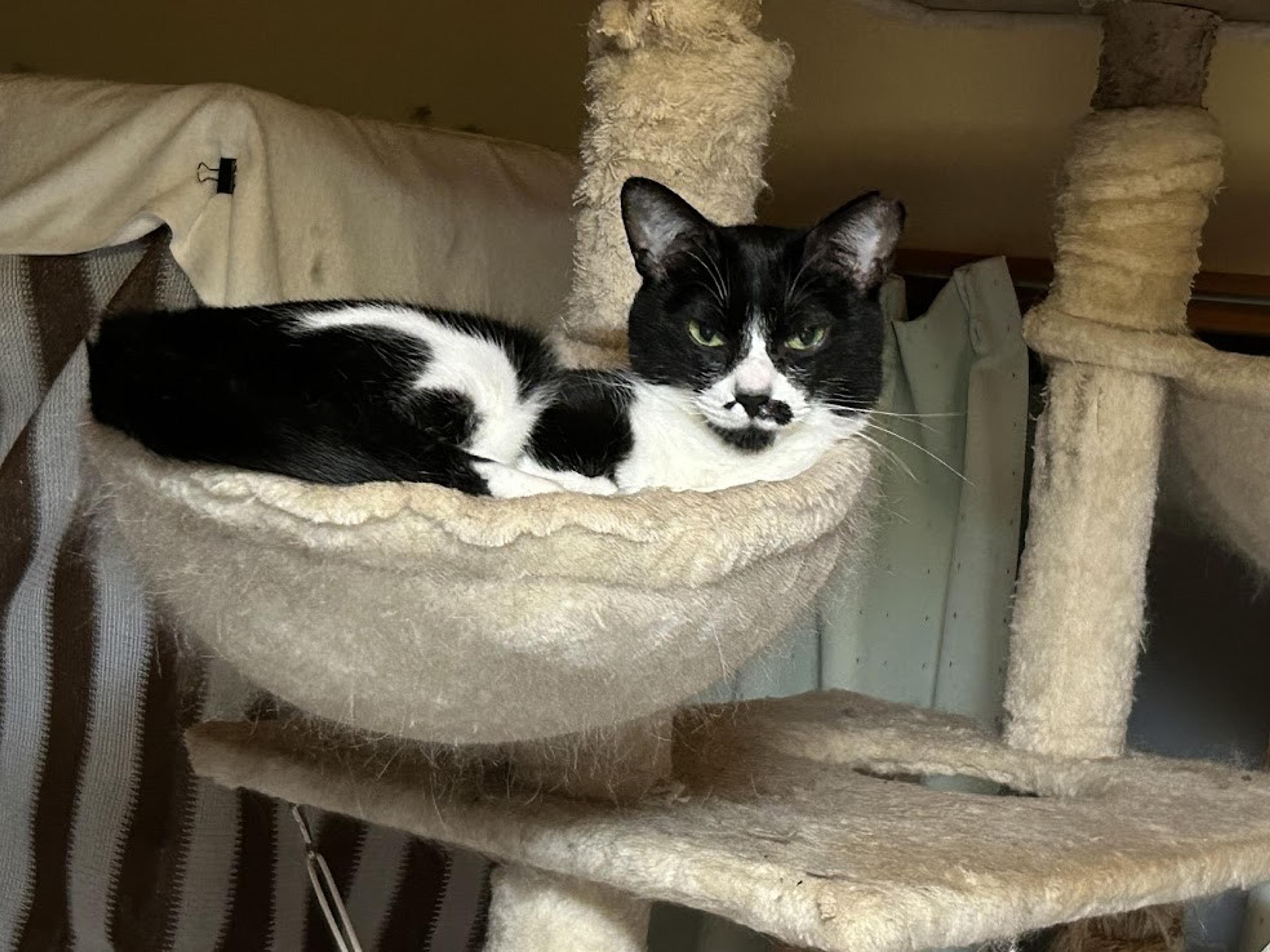 pet-image-2