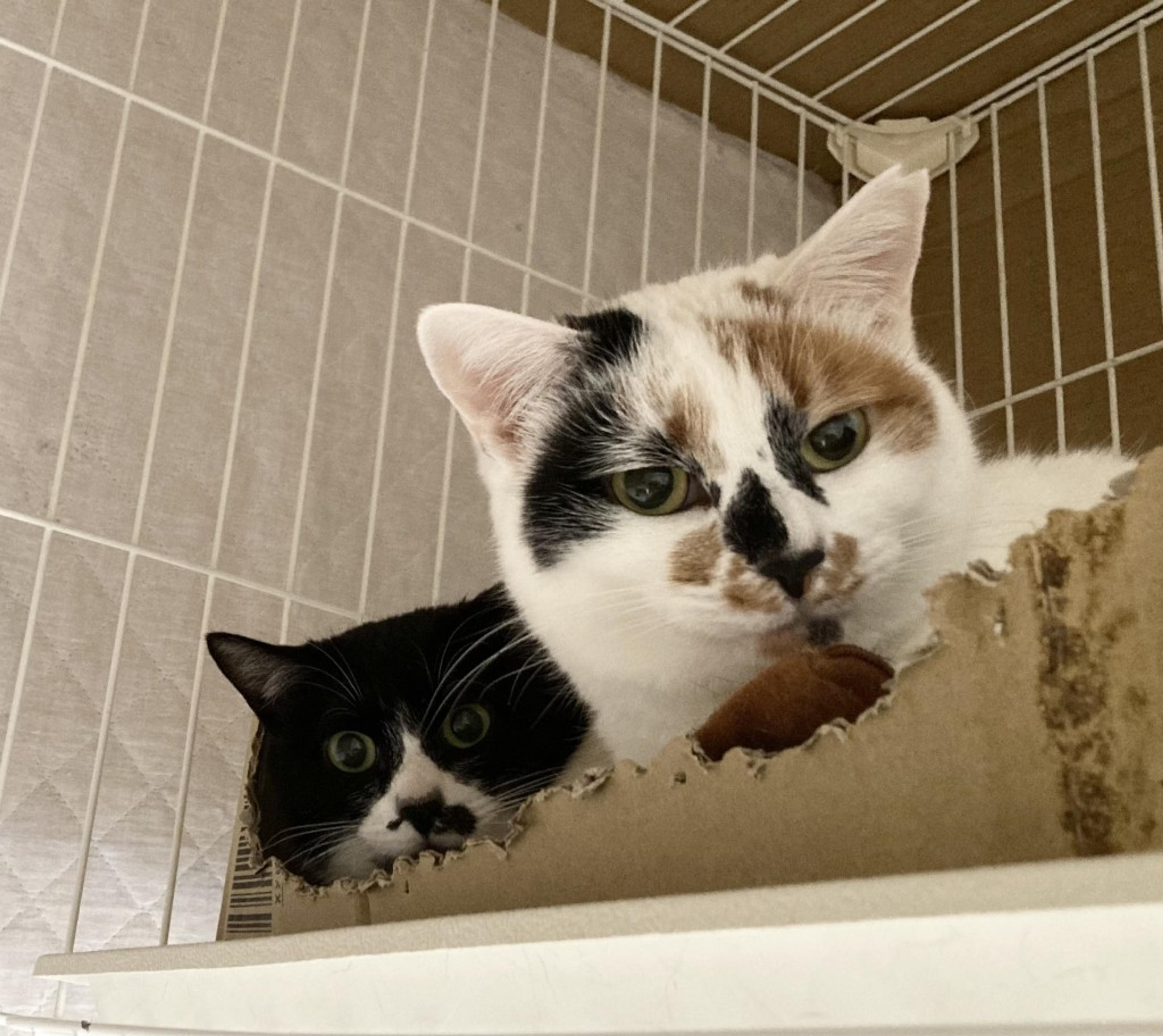 pet-image-3