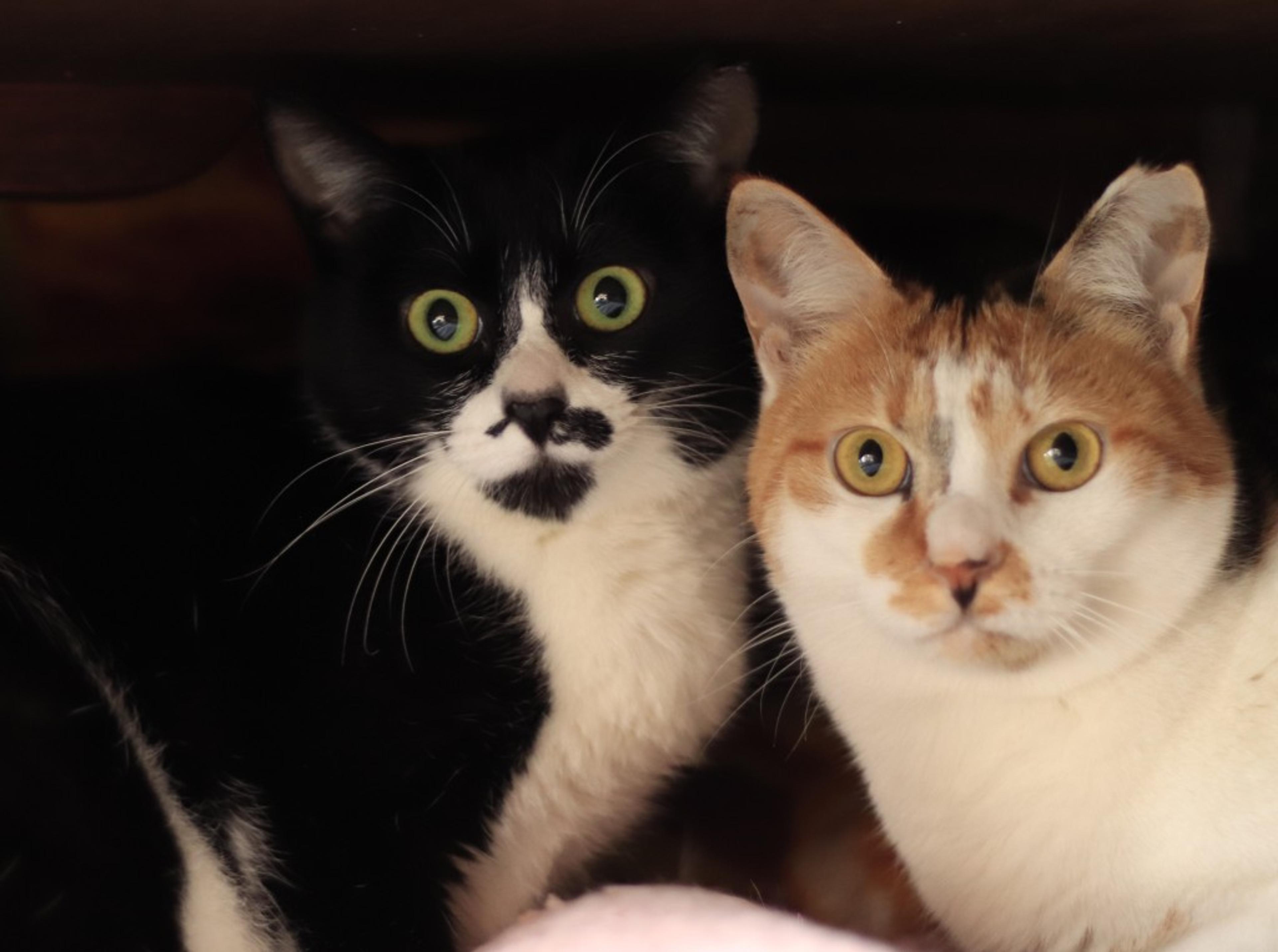 pet-image-5