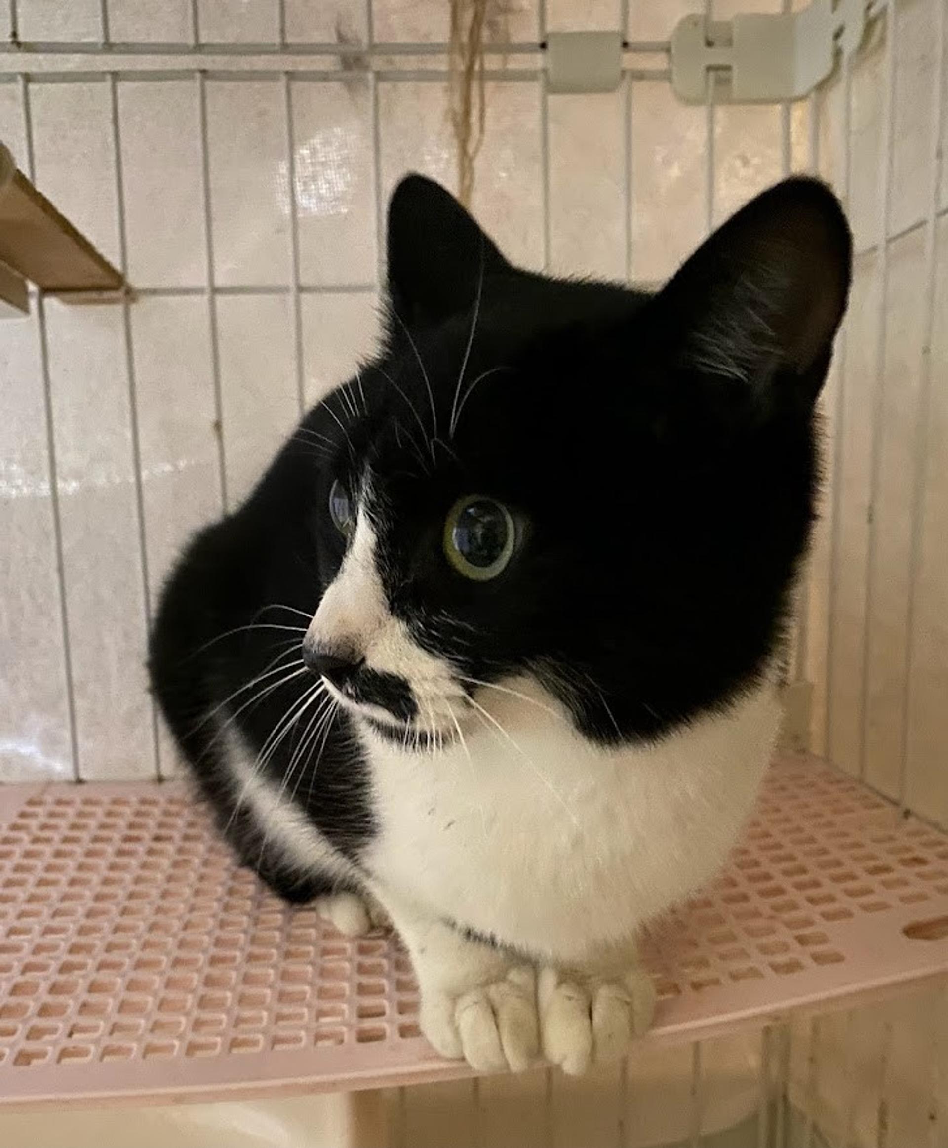 pet-image-6