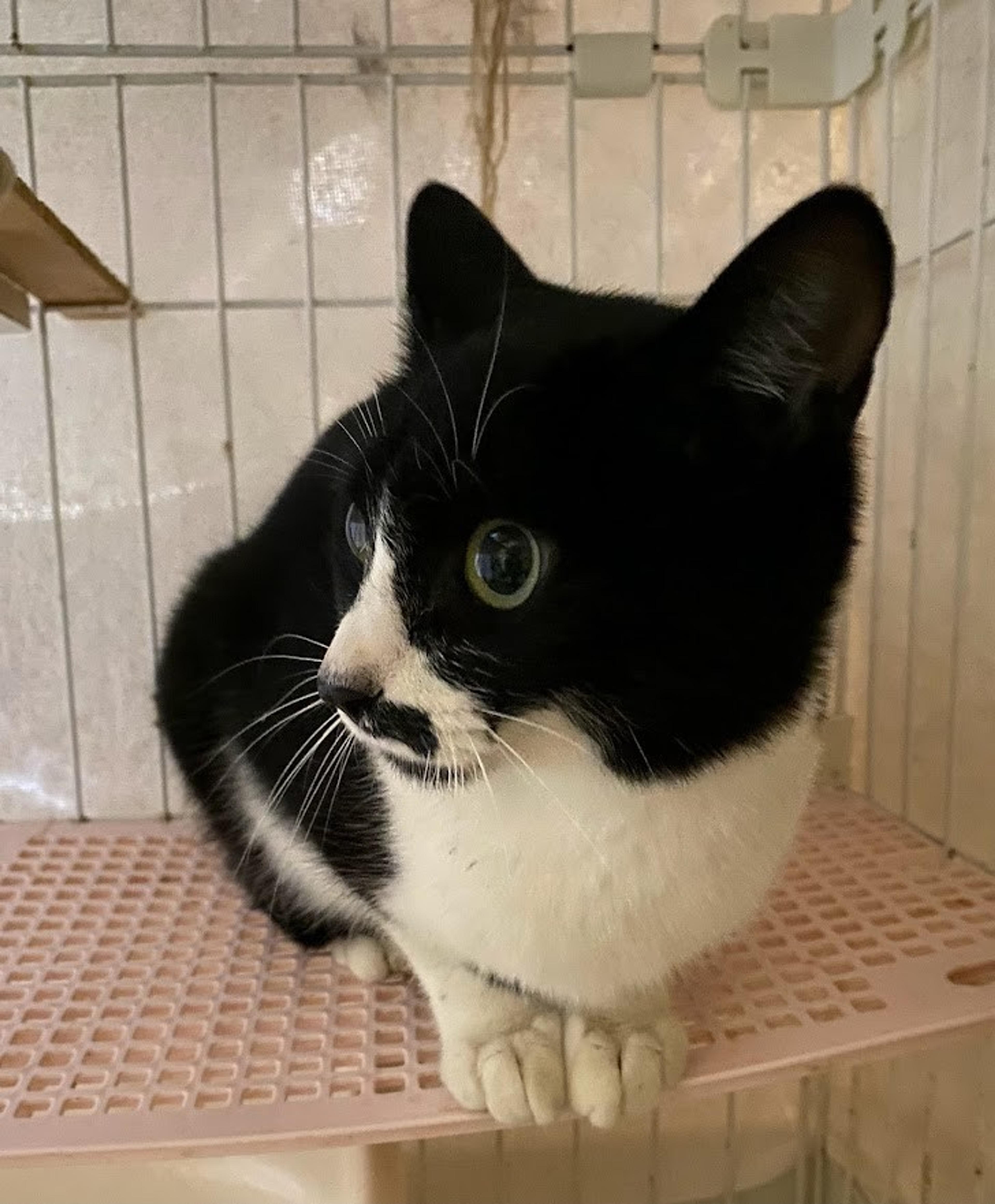 pet-image-6