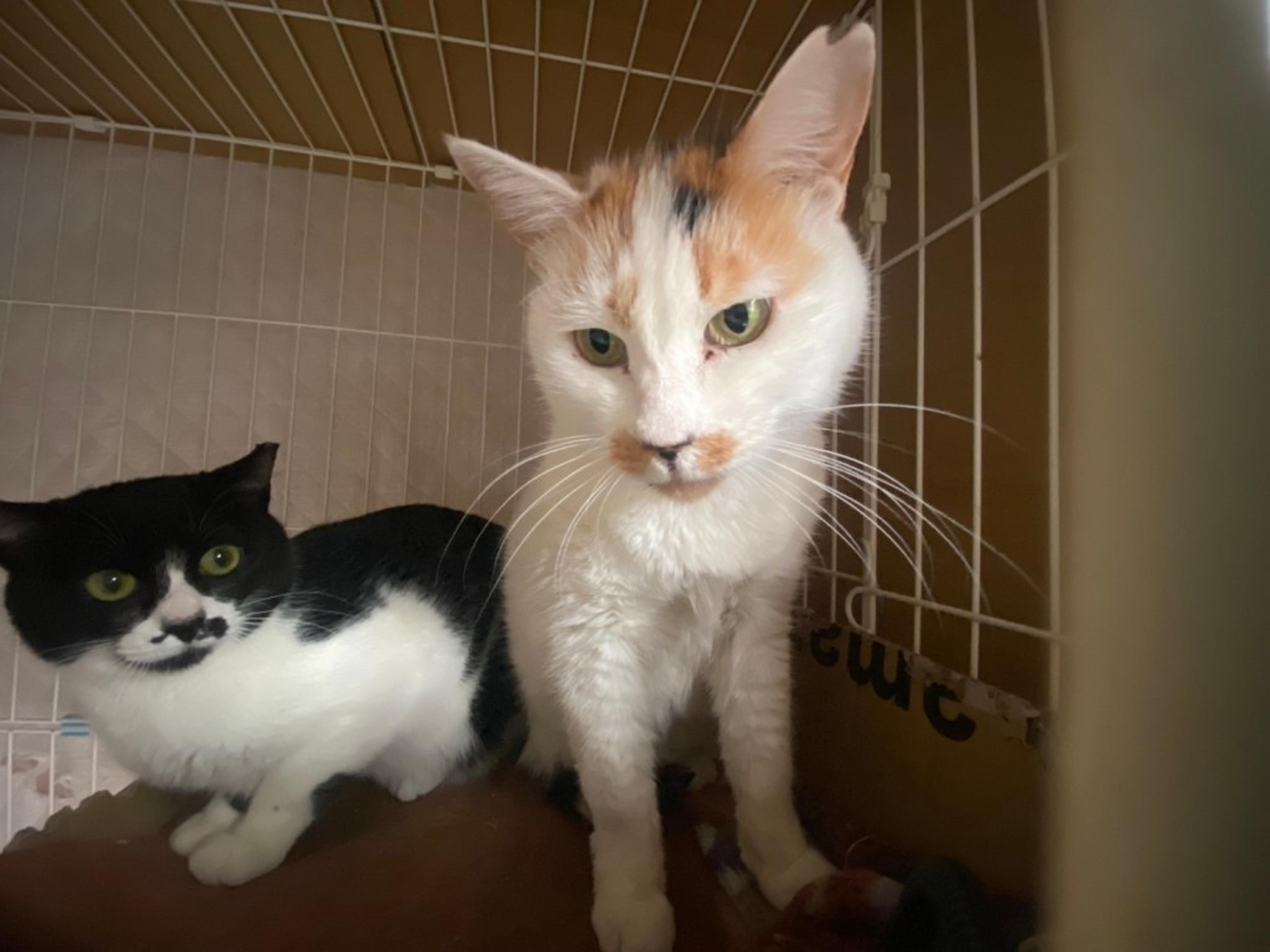 pet-image-8