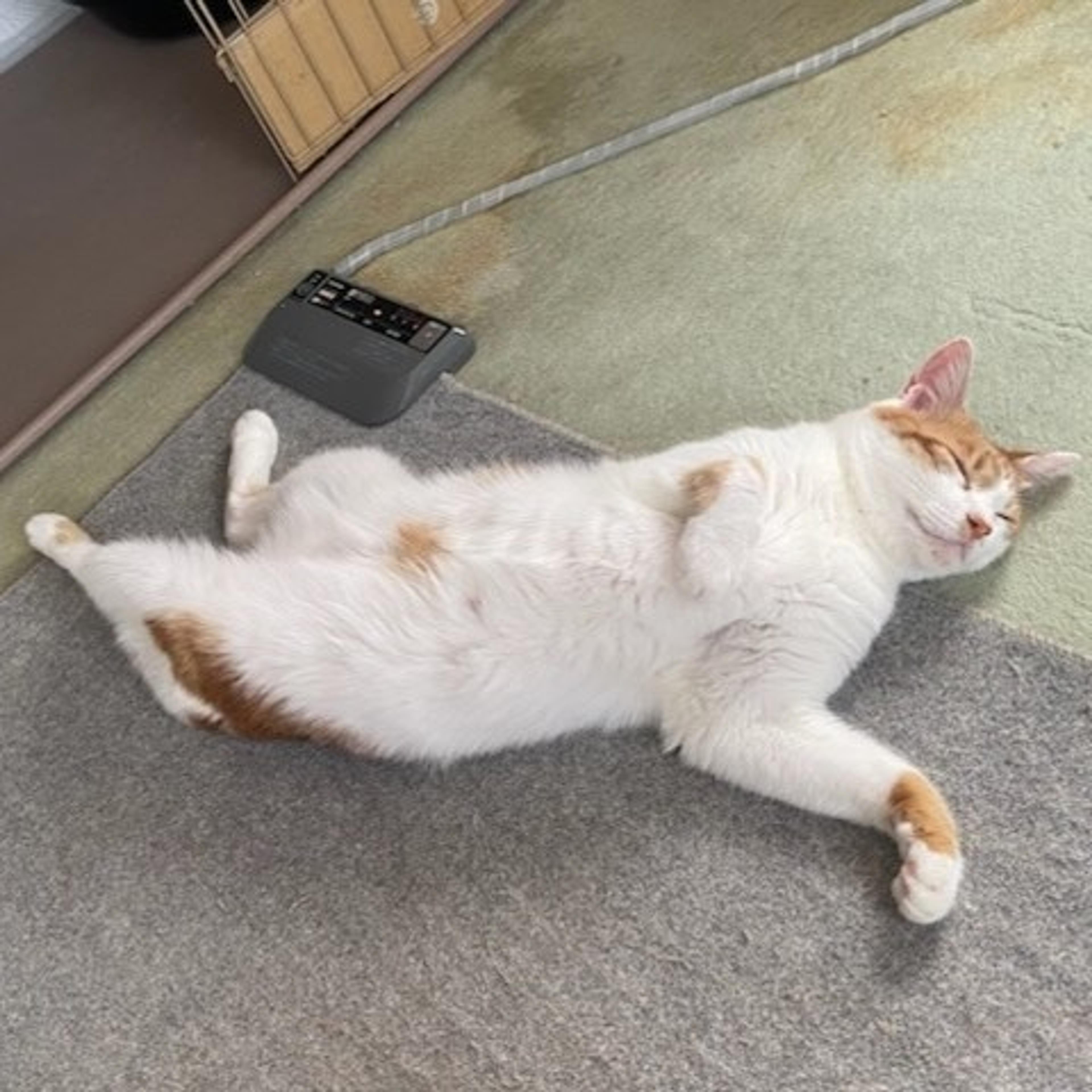 pet-image-3