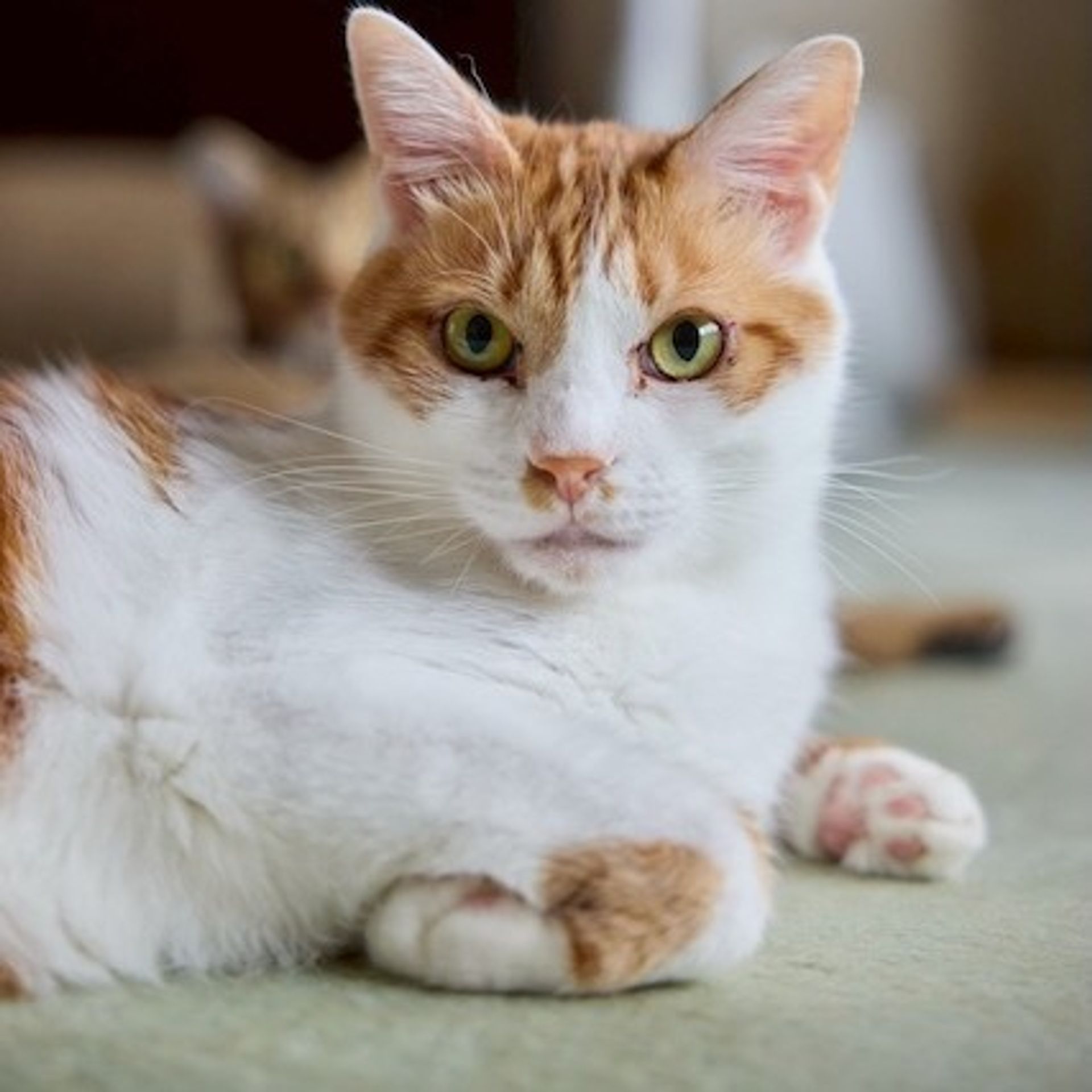 雑種（ミックス猫）・オスの里親募集の写真