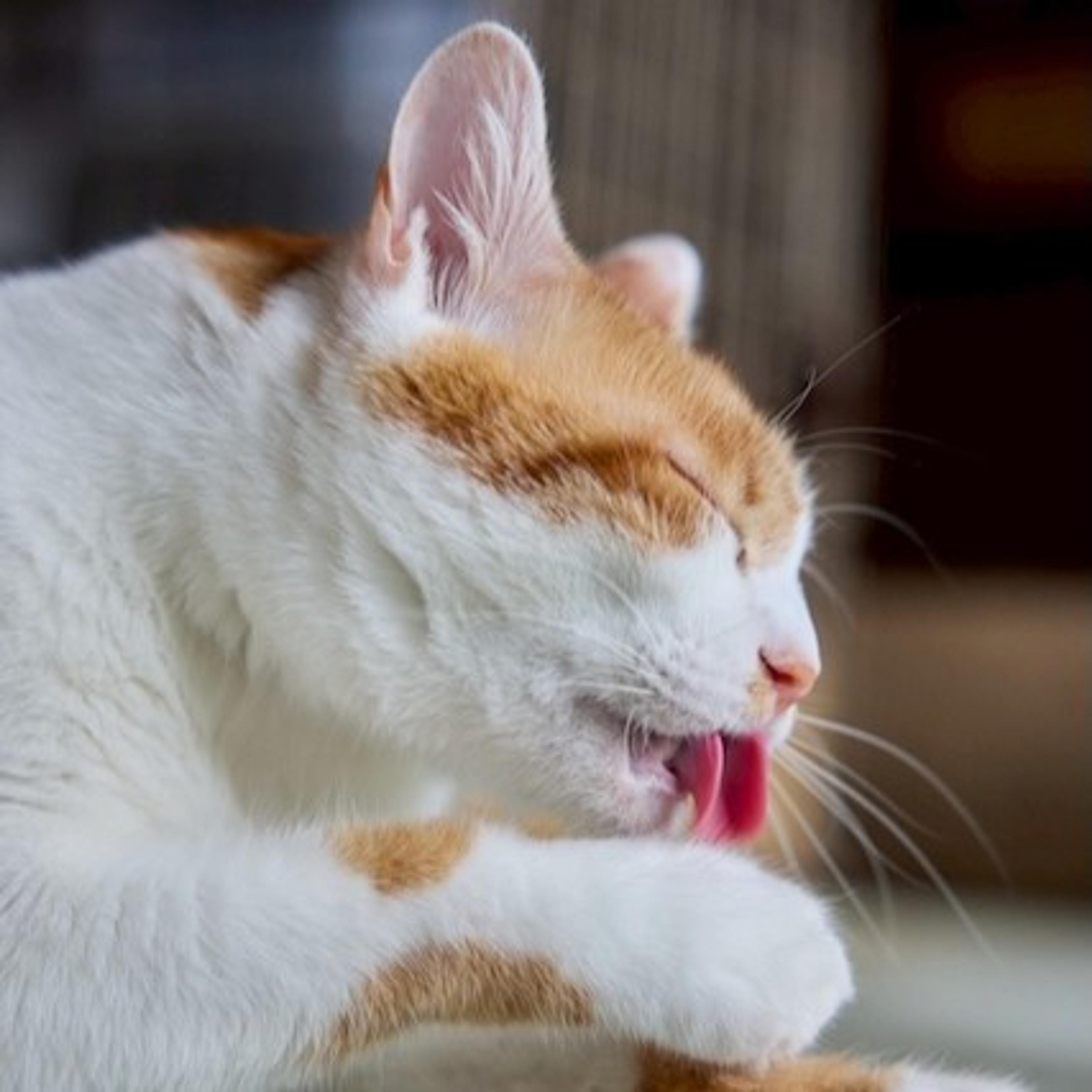 pet-image-4