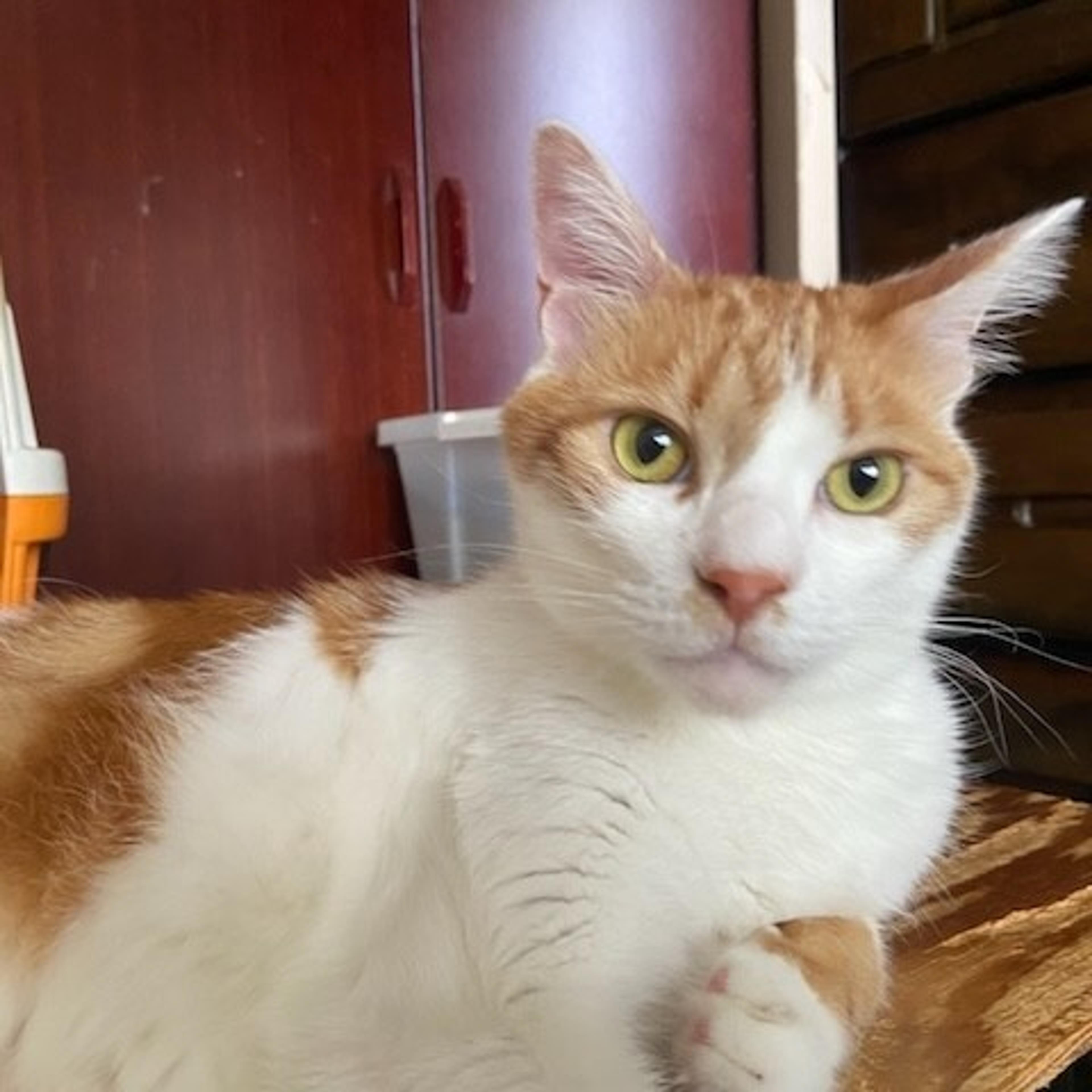 pet-image-2