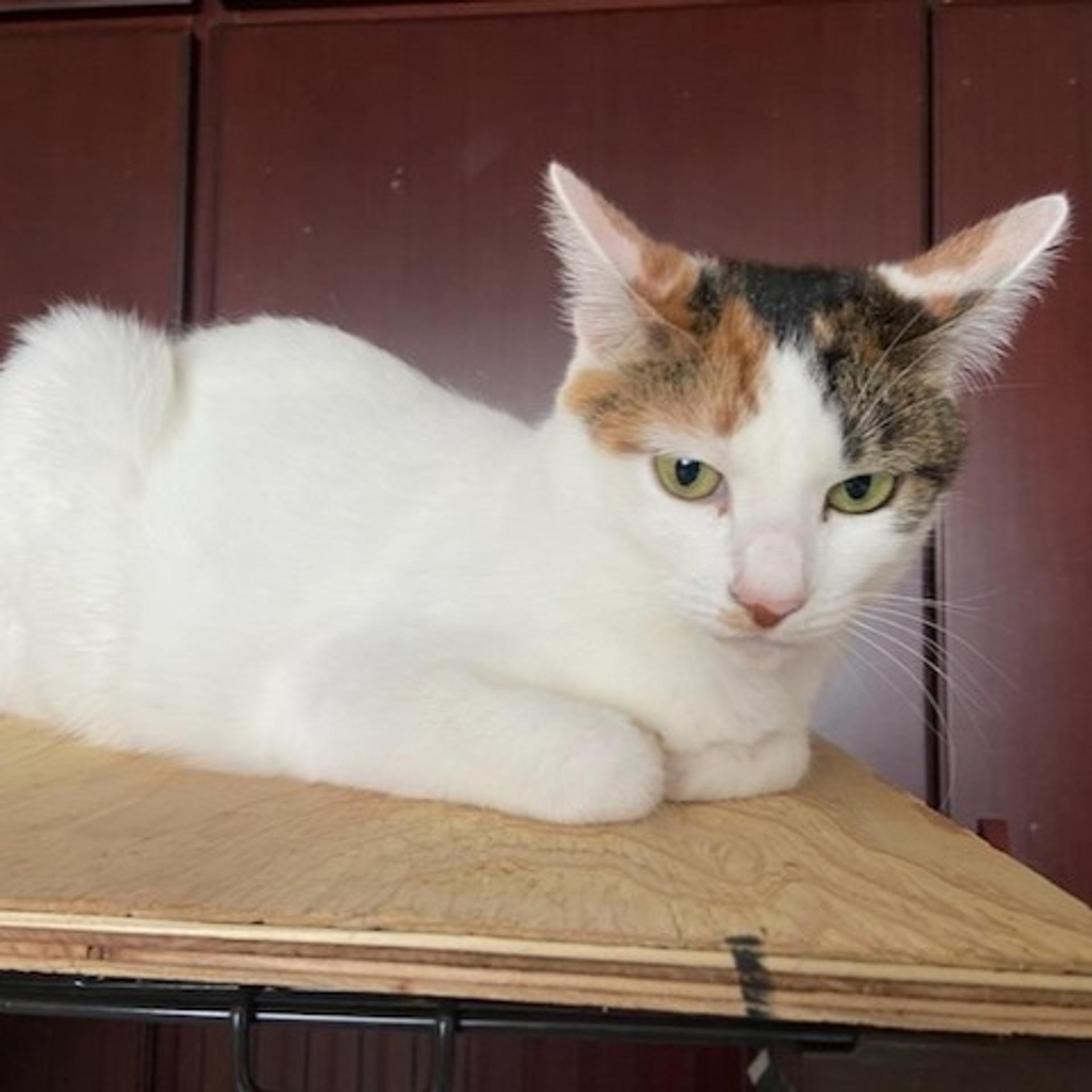 pet-image-3