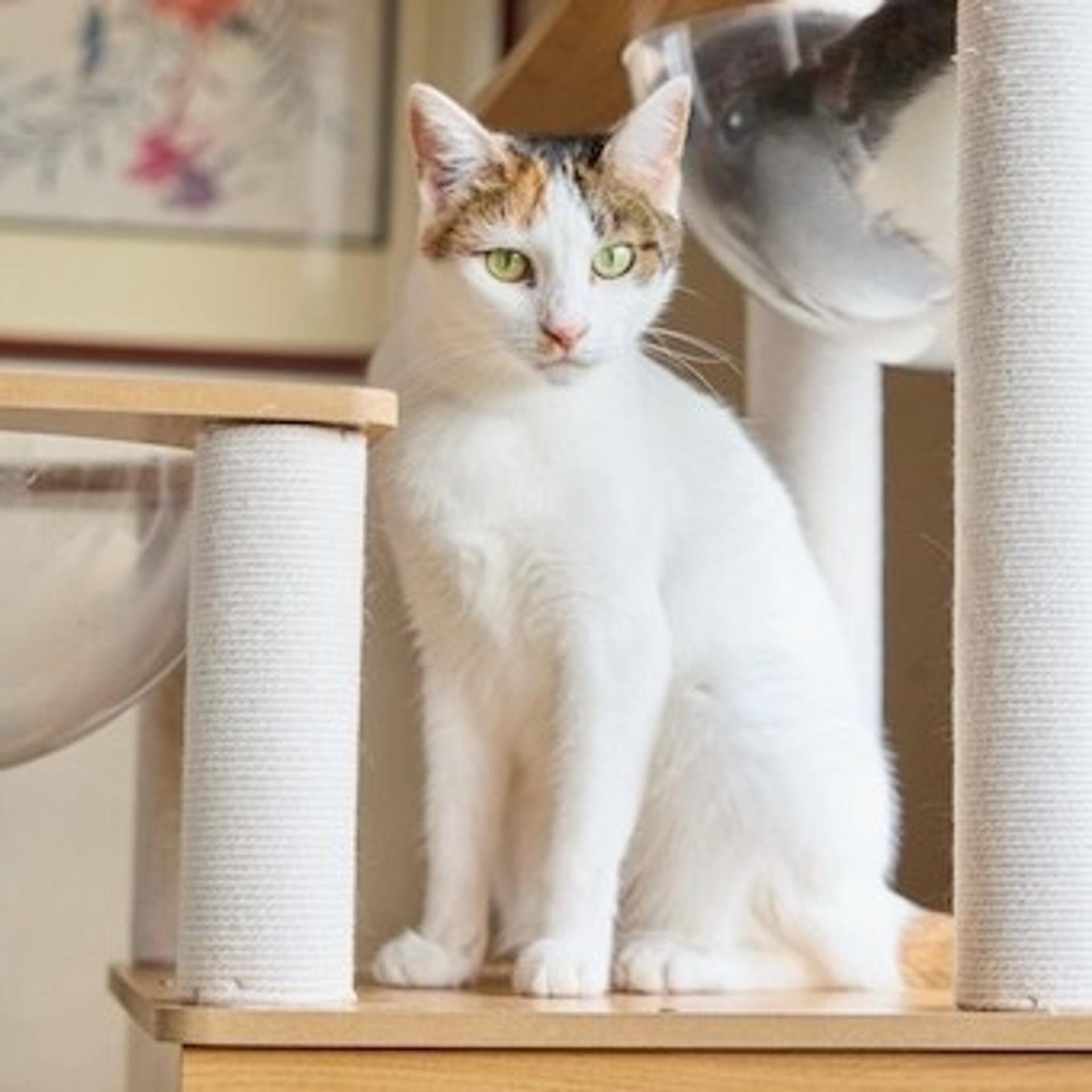pet-image-2
