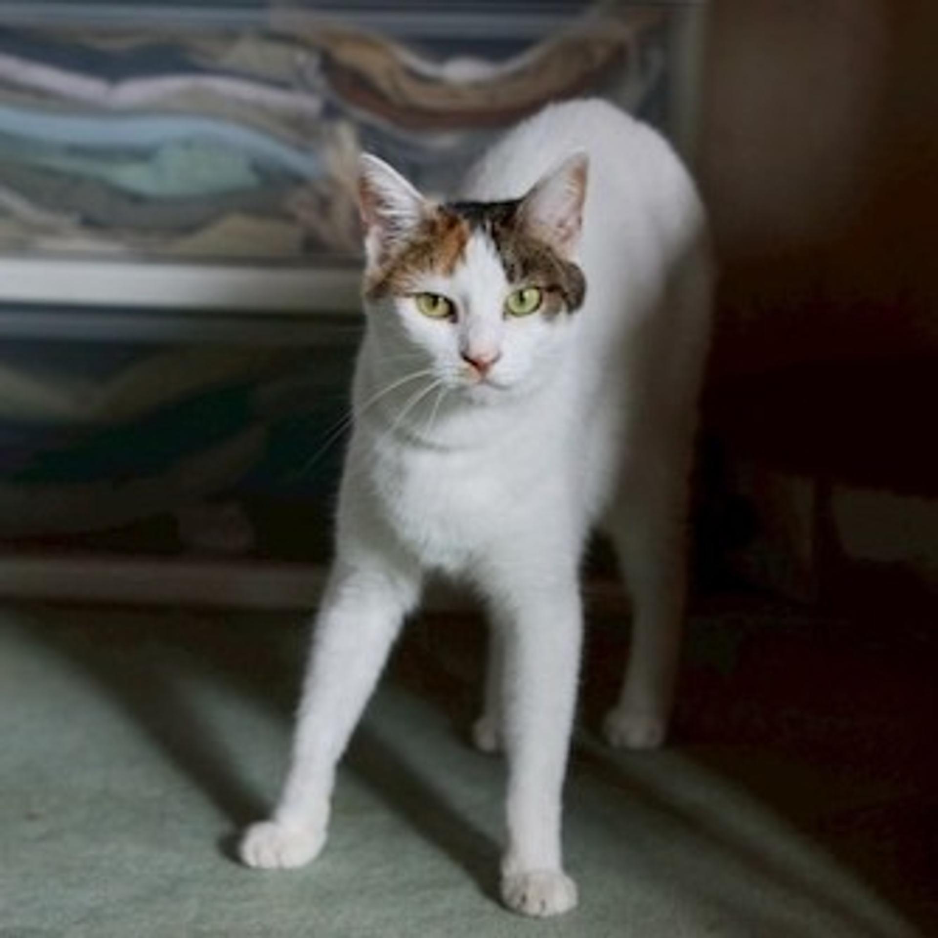 pet-image-4