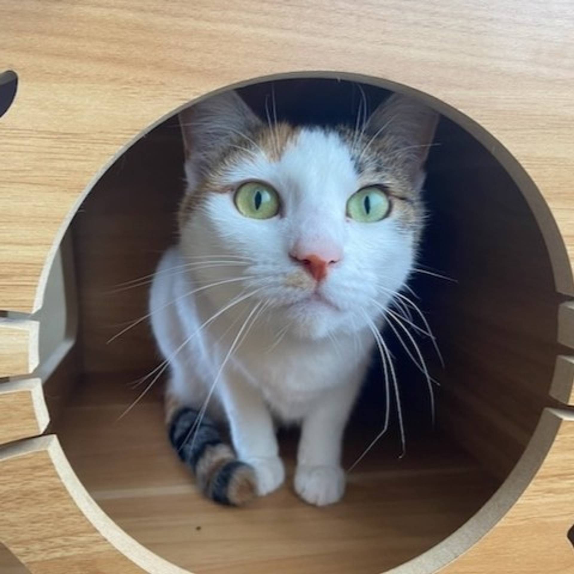 雑種（ミックス猫）・メスの里親募集の写真